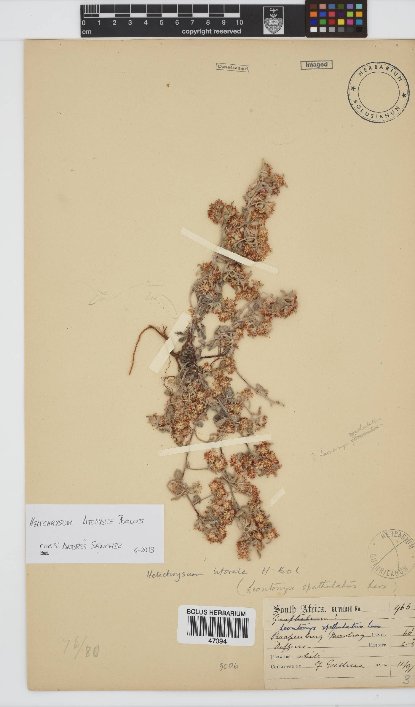 Helichrysum litorale image