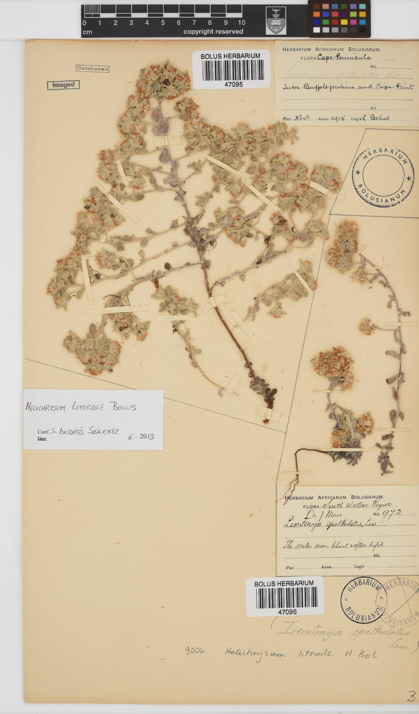 Helichrysum litorale image