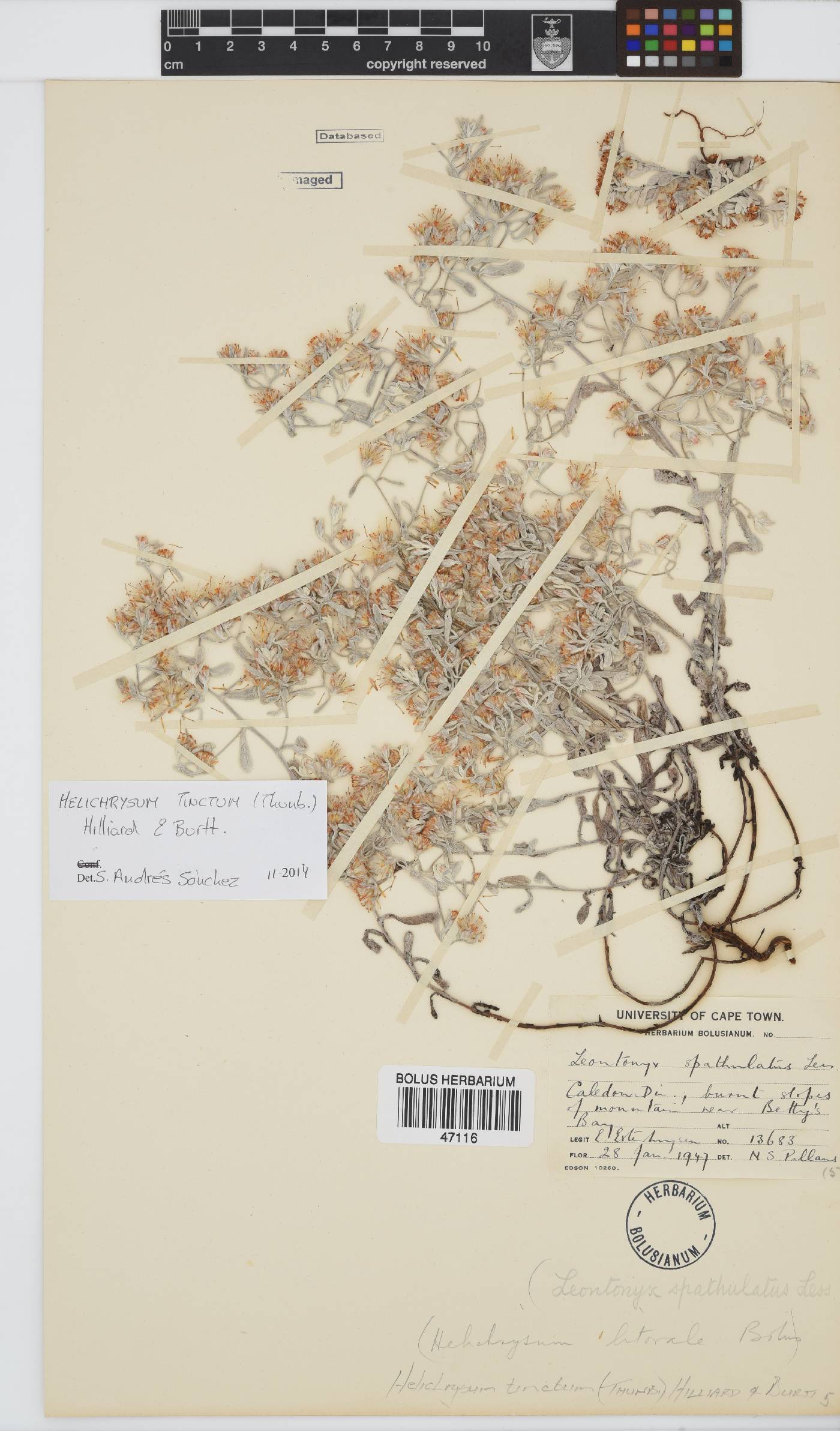 Helichrysum tinctum image