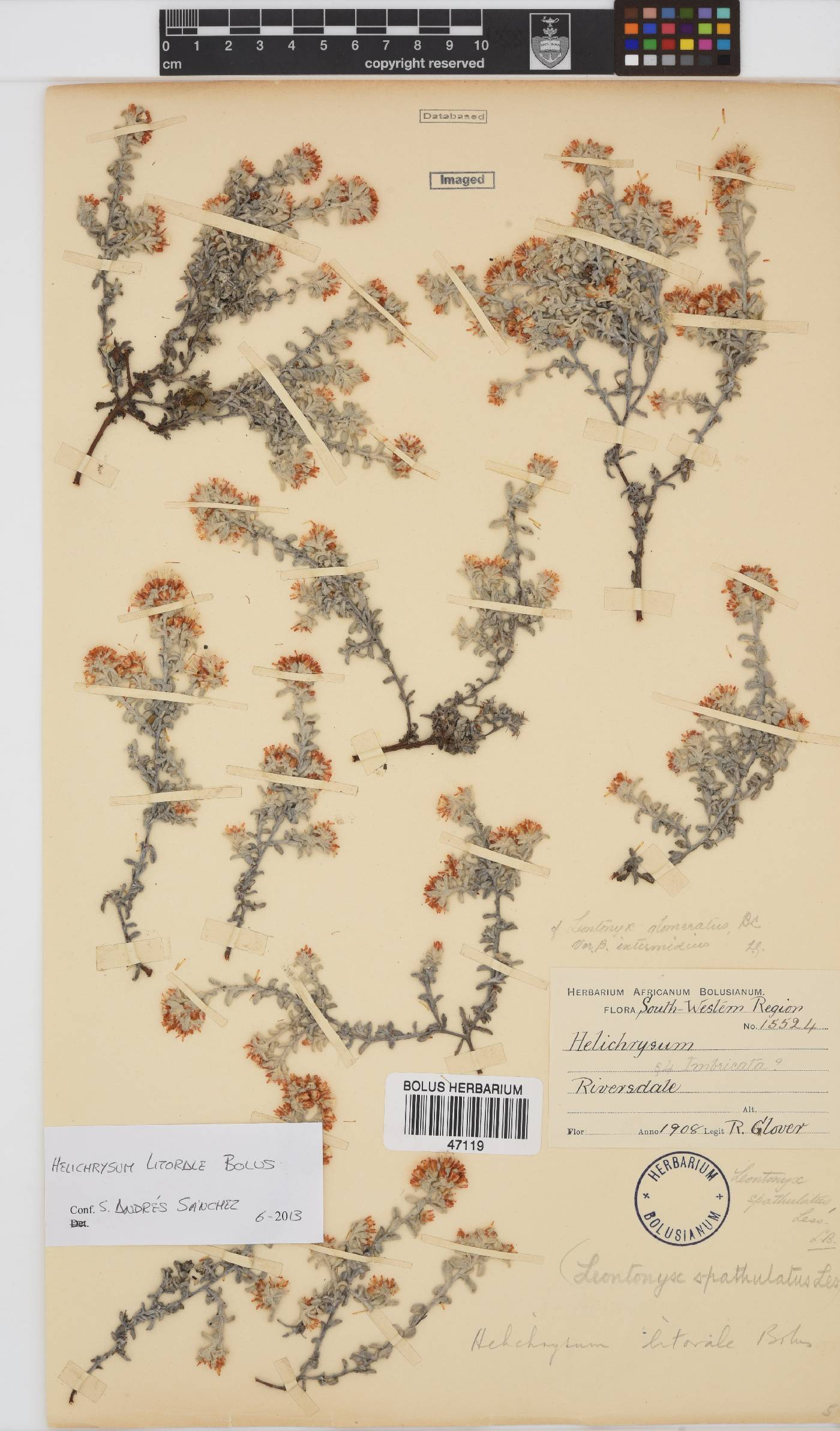 Helichrysum litorale image