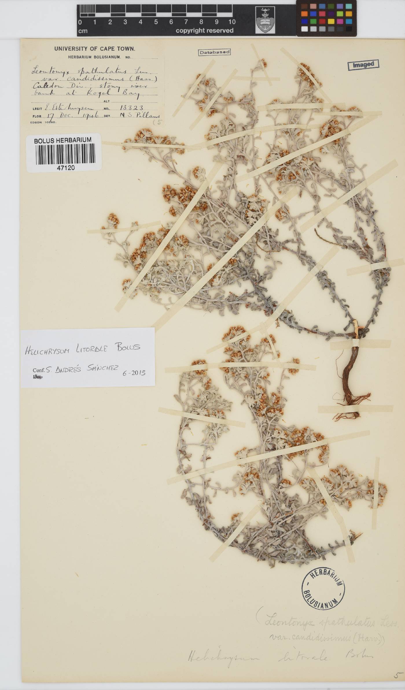 Helichrysum litorale image
