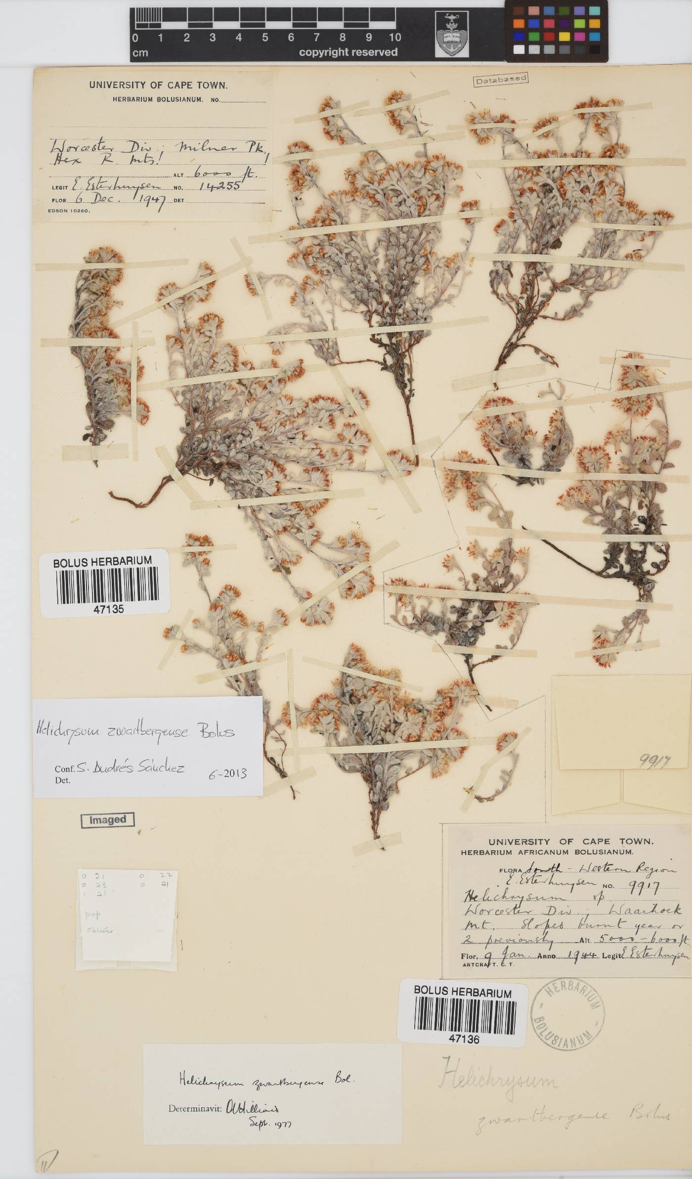 Helichrysum zwartbergense image