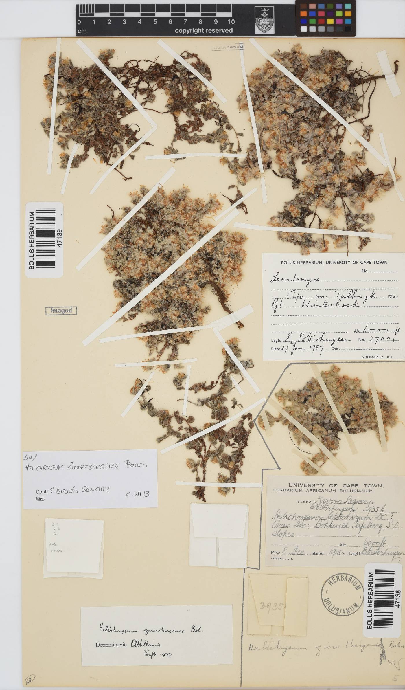Helichrysum zwartbergense image