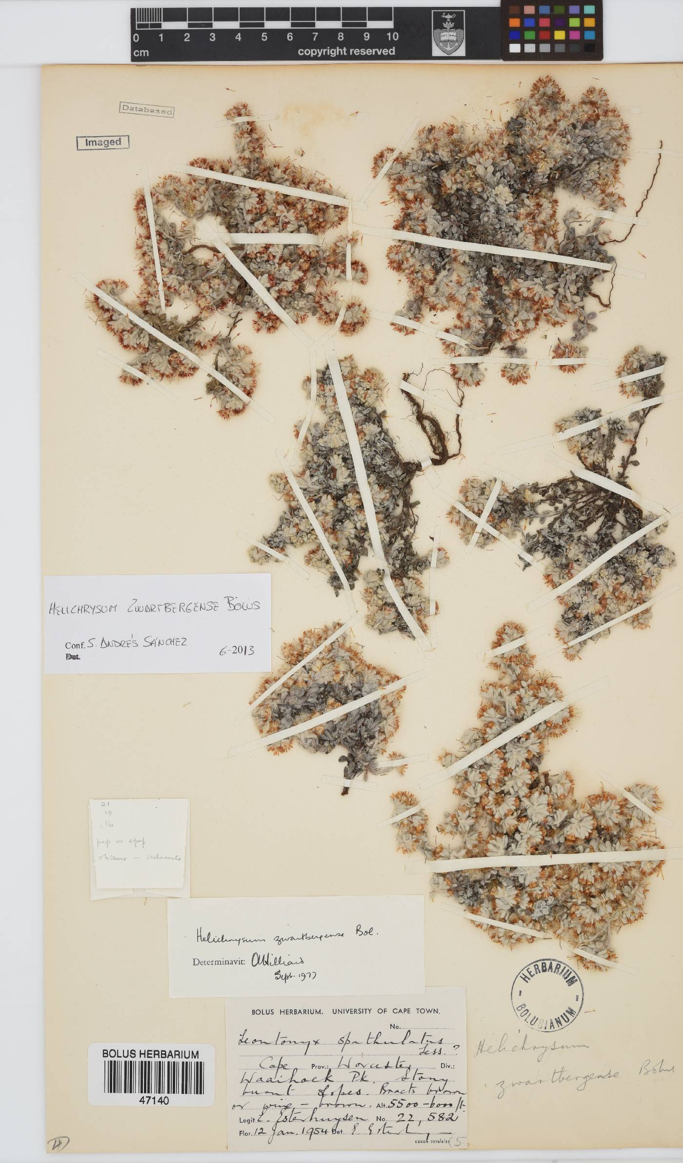 Helichrysum zwartbergense image