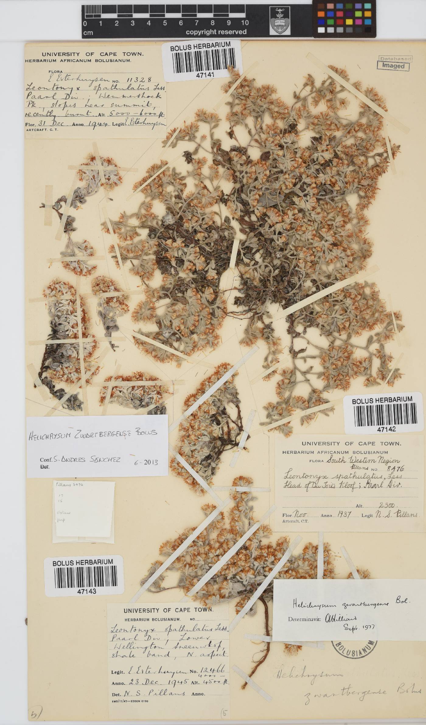 Helichrysum zwartbergense image