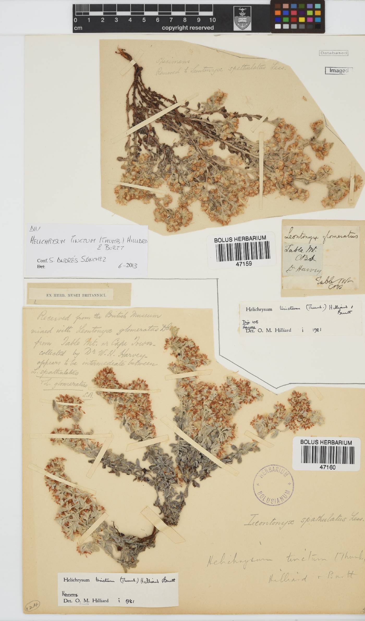 Helichrysum tinctum image