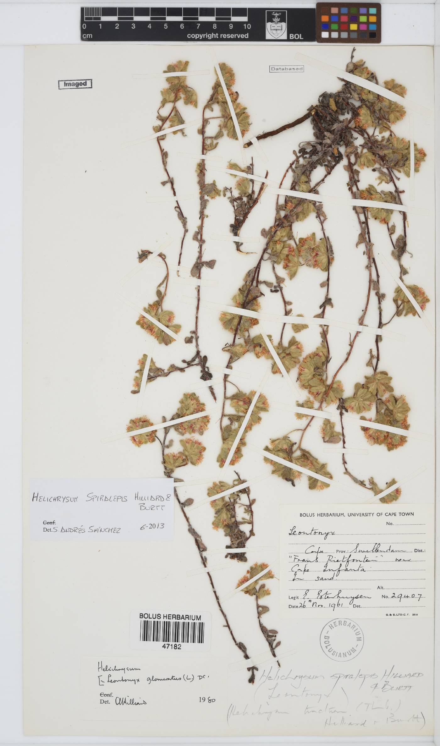 Helichrysum spiralepis image