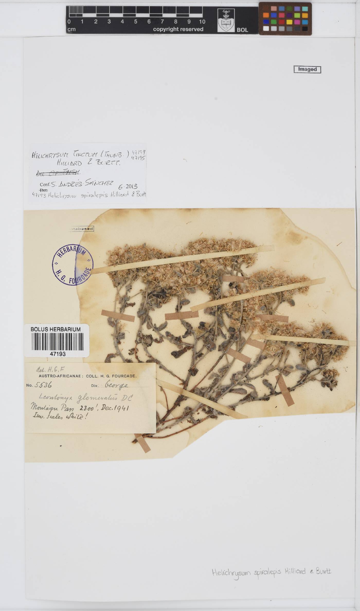 Helichrysum spiralepis image