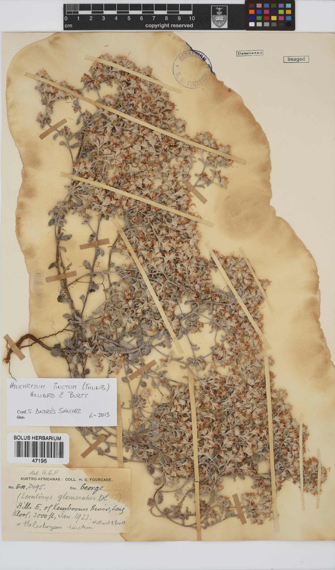 Helichrysum tinctum image