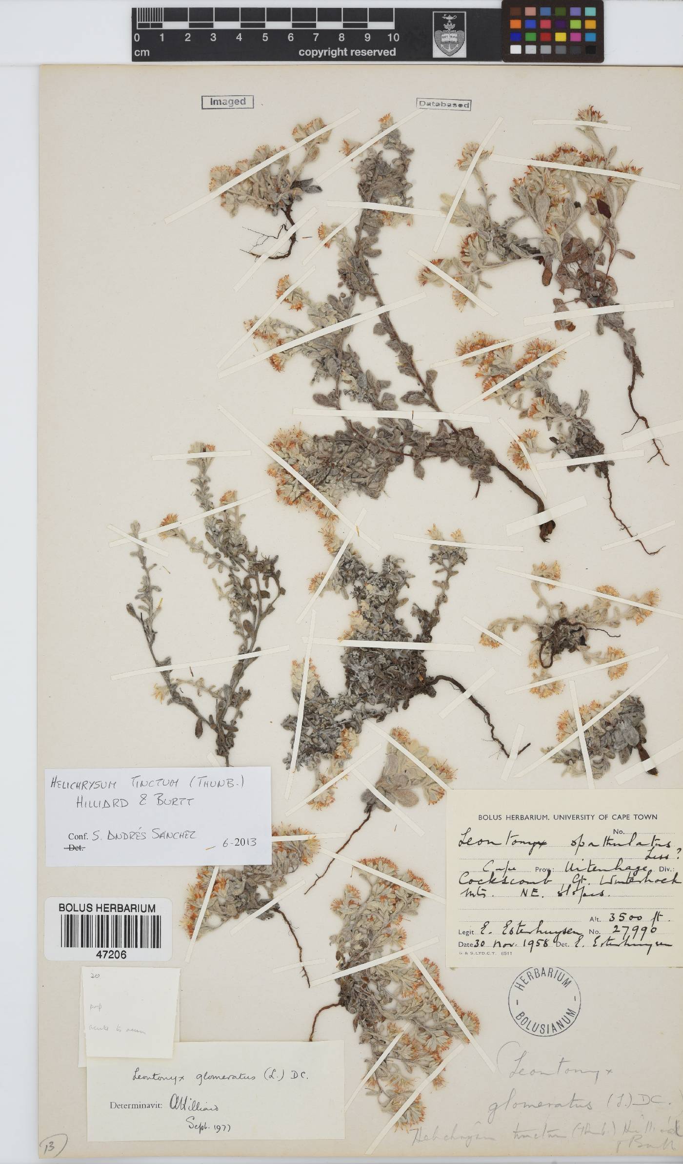 Helichrysum tinctum image