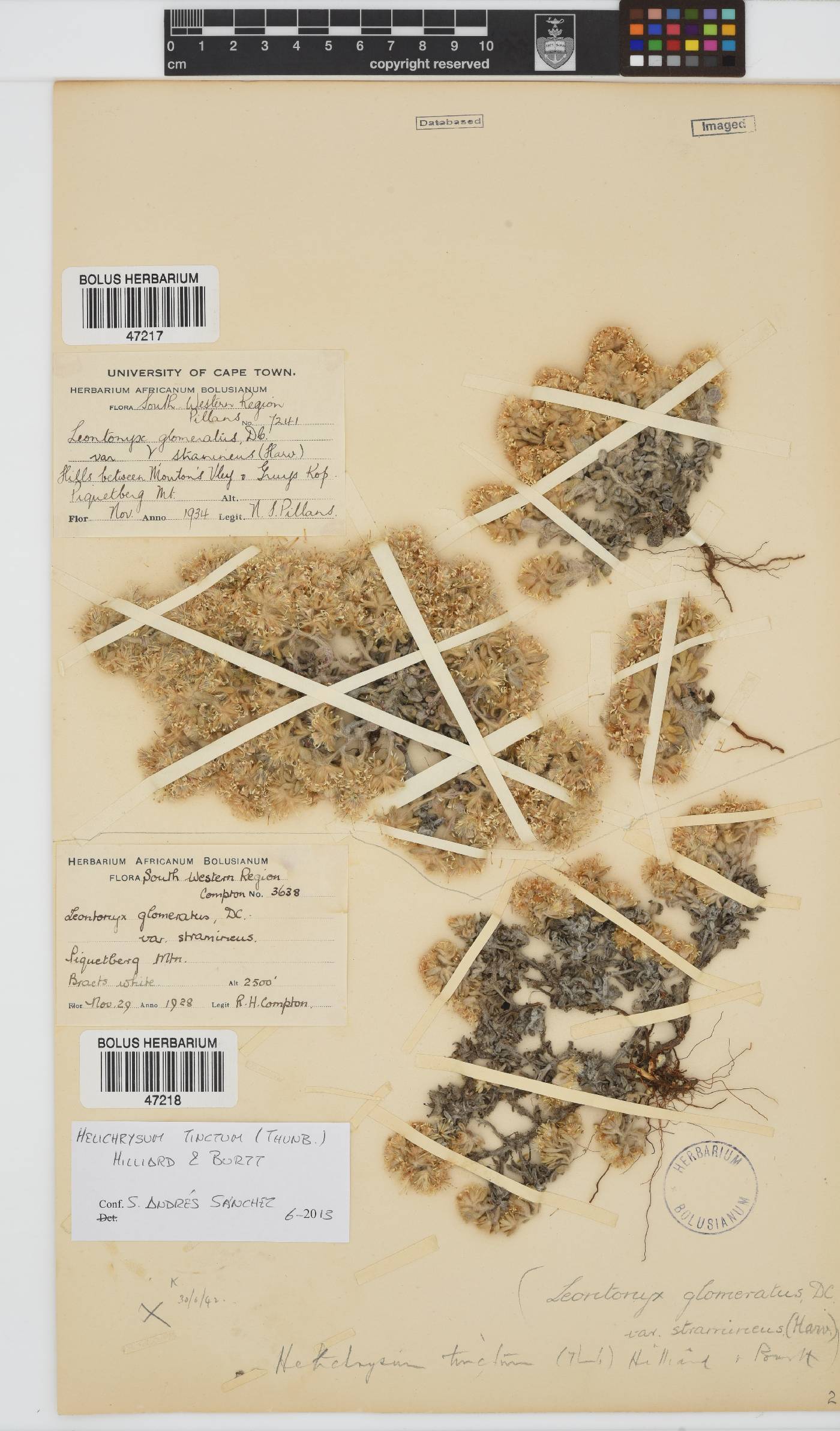 Helichrysum tinctum image