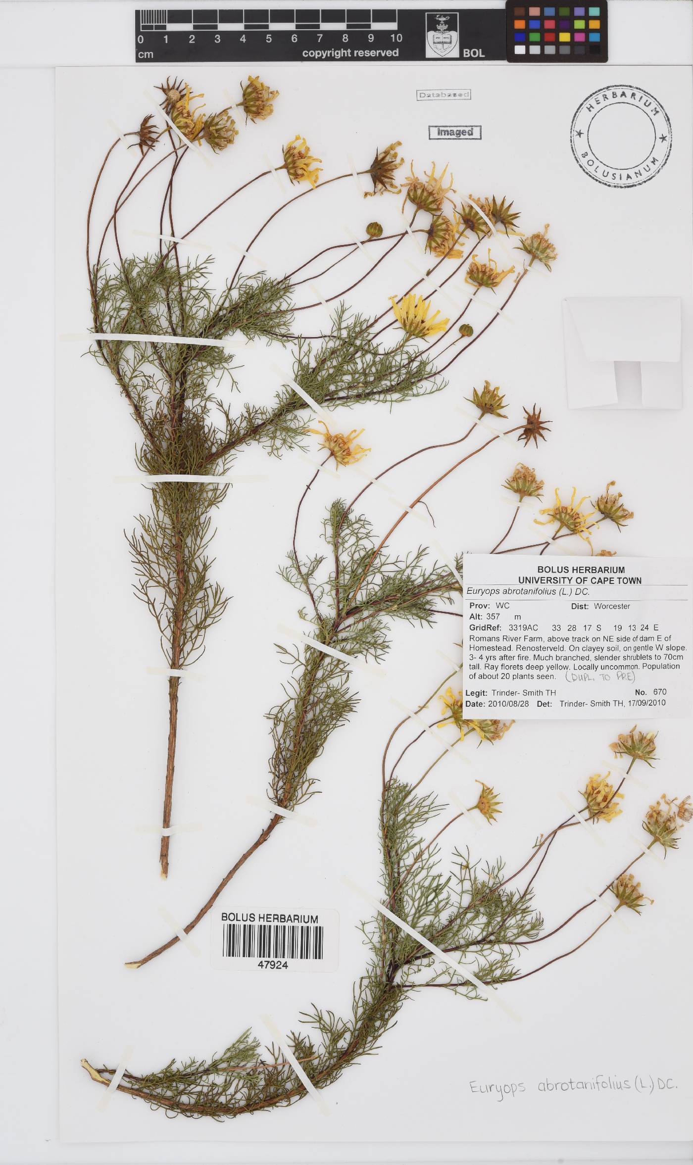 Euryops abrotanifolius image