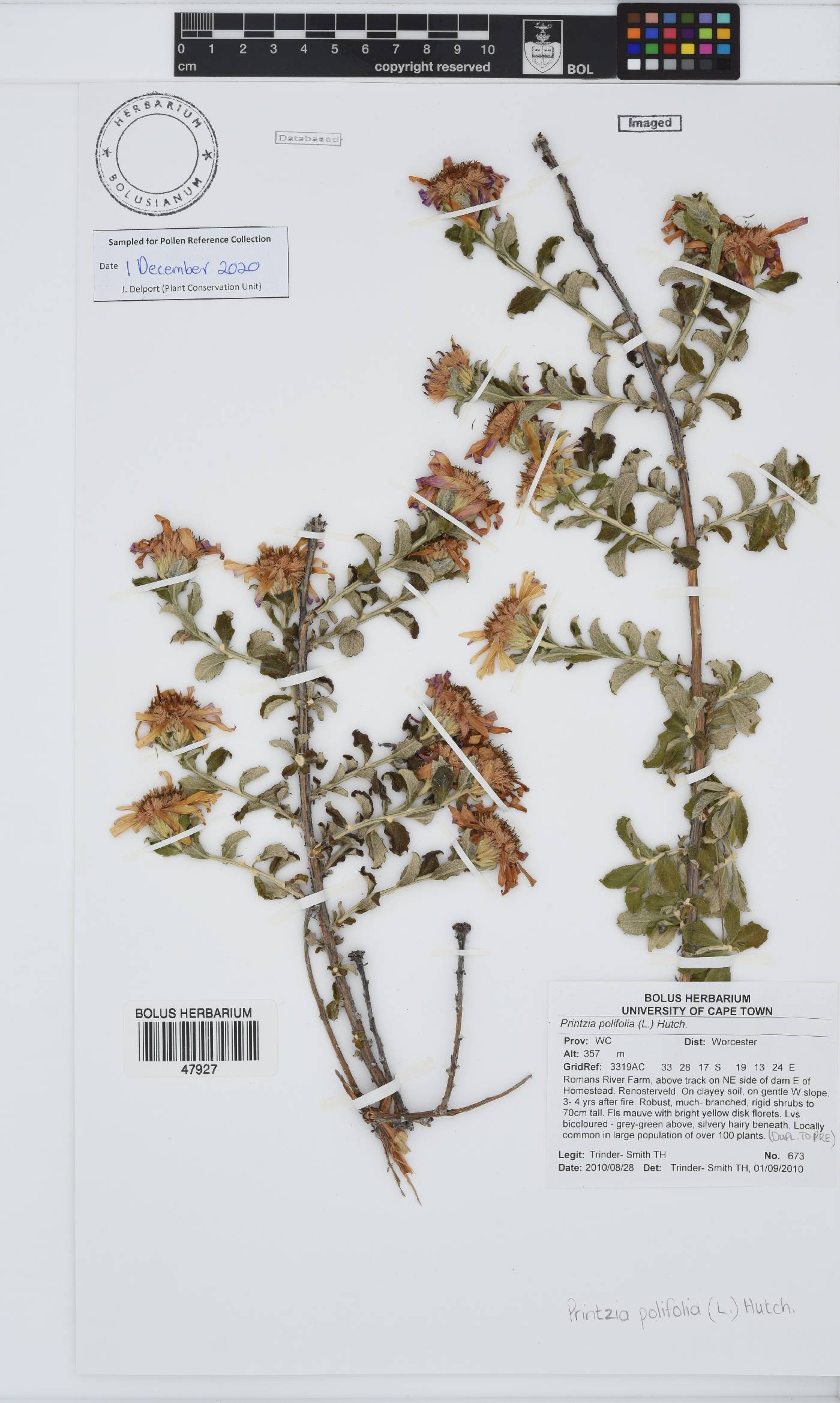 Printzia polifolia image