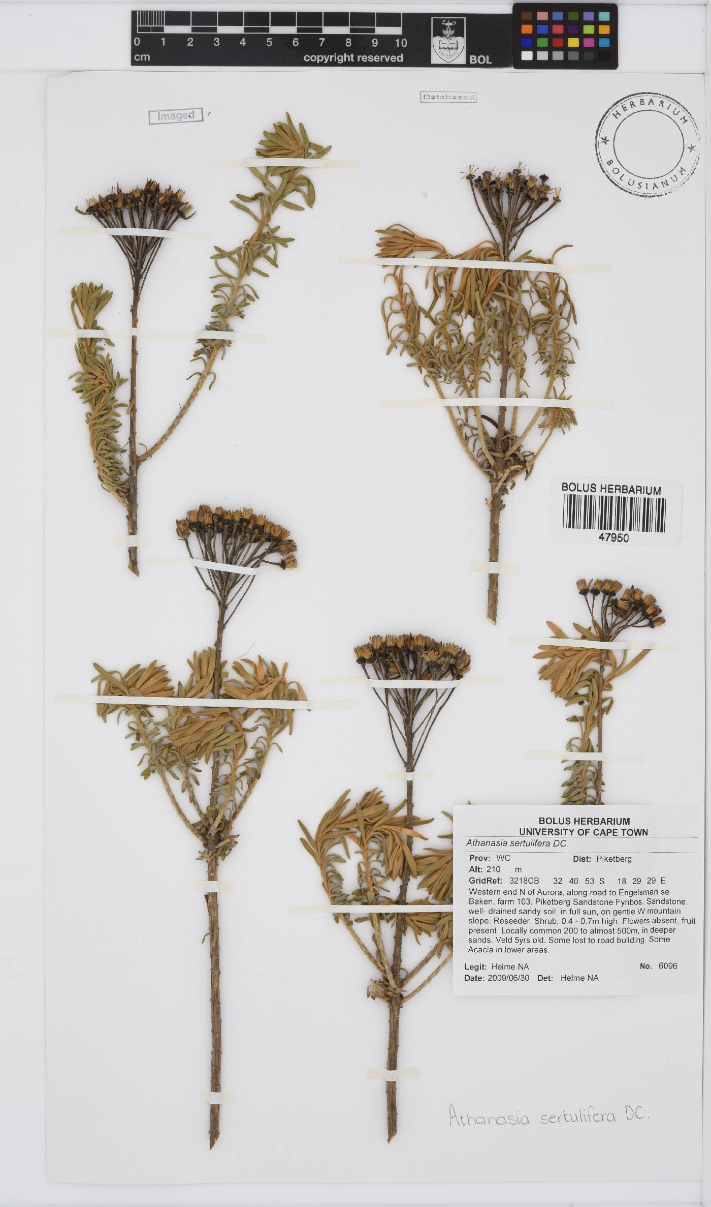 Athanasia sertulifera image
