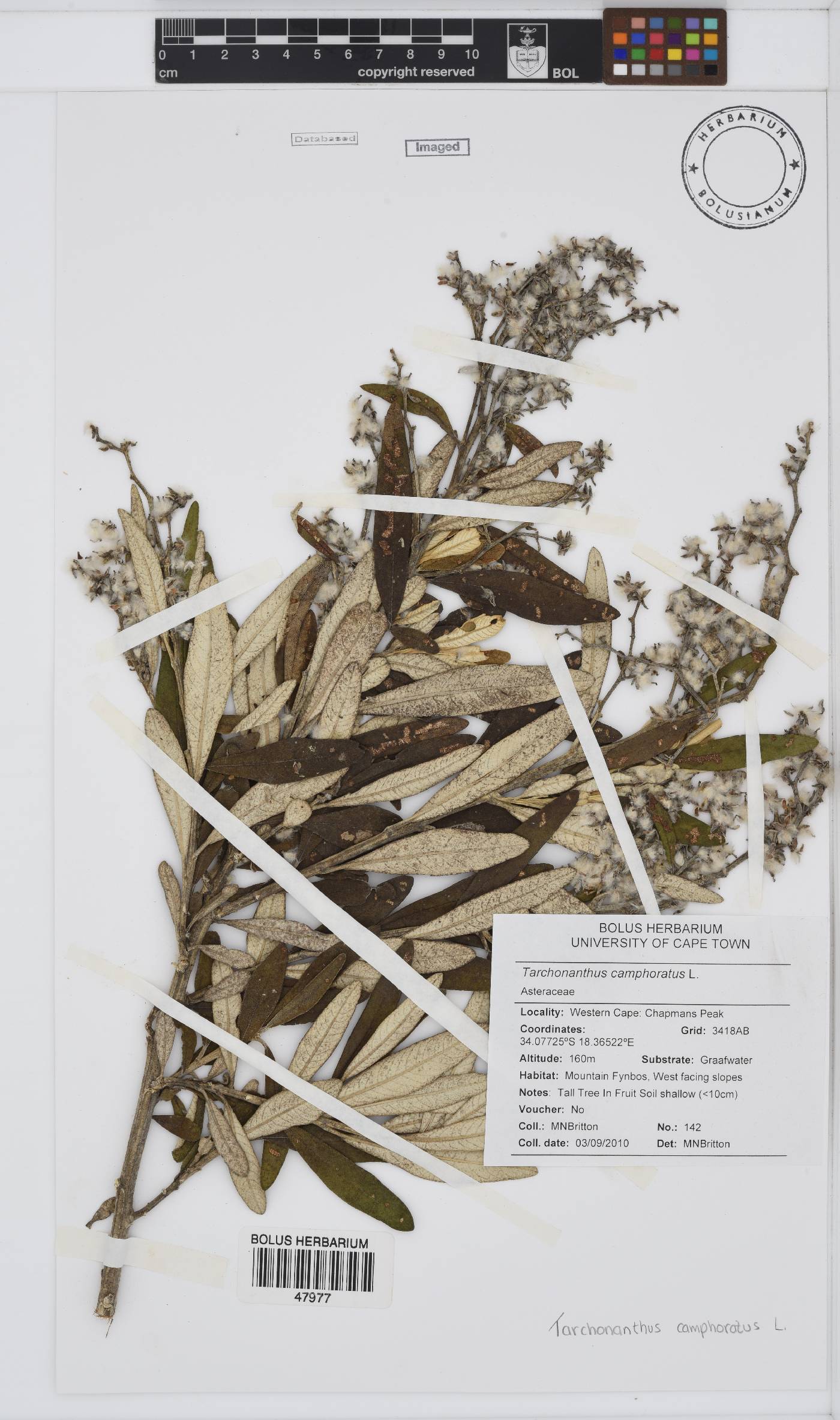 Tarchonanthus camphoratus image