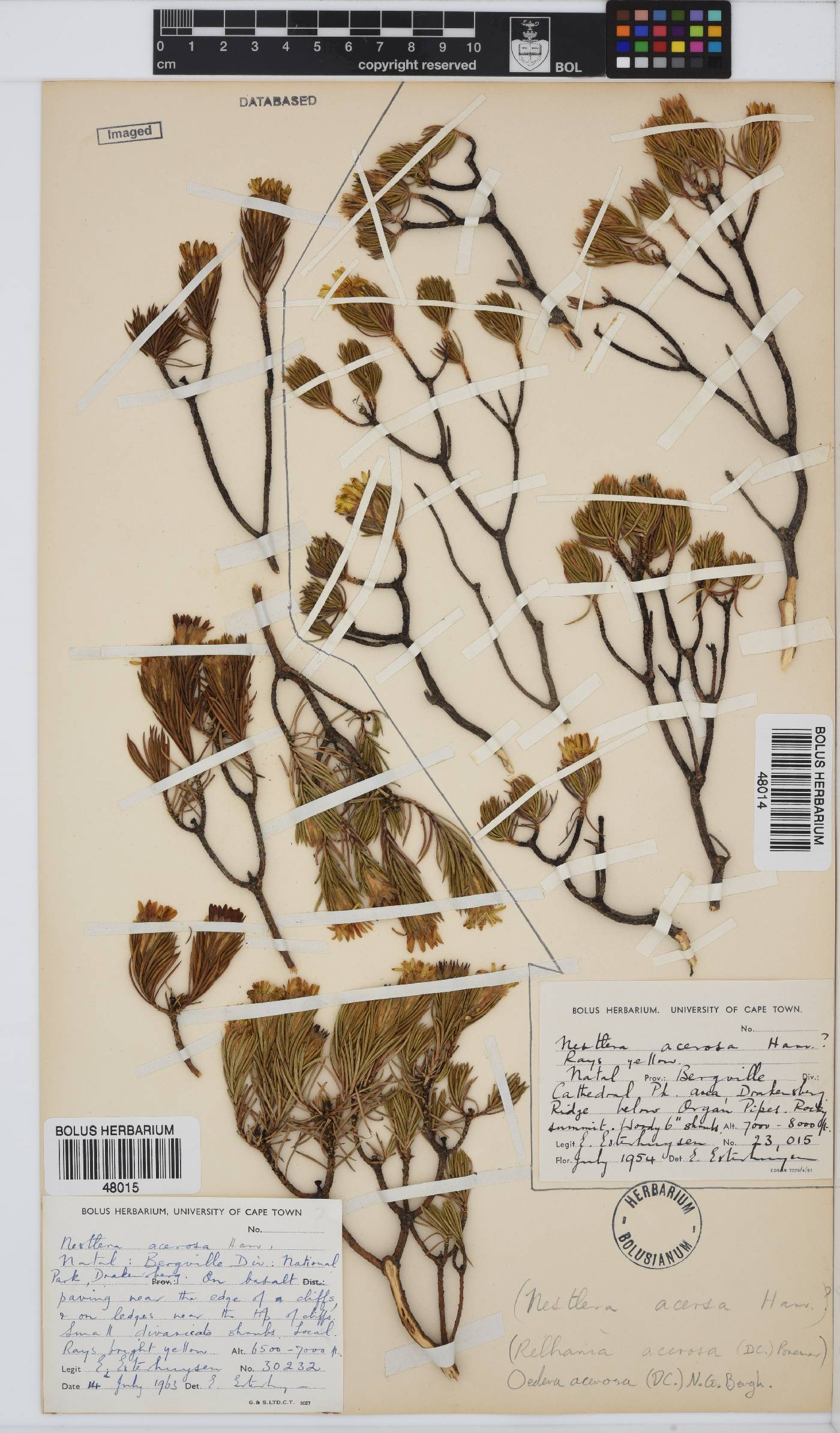 Oedera acerosa image