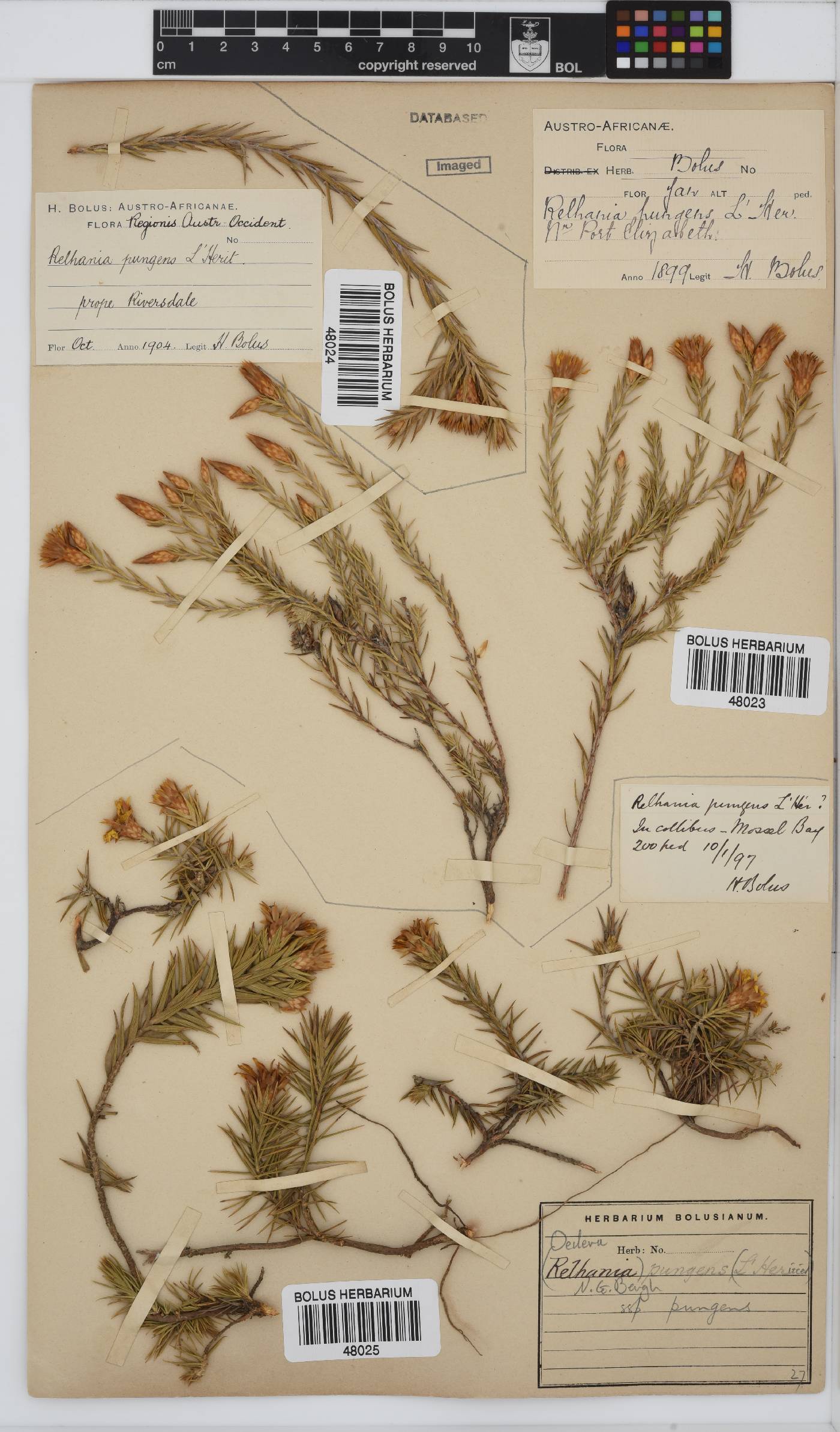 Oedera pungens subsp. pungens image