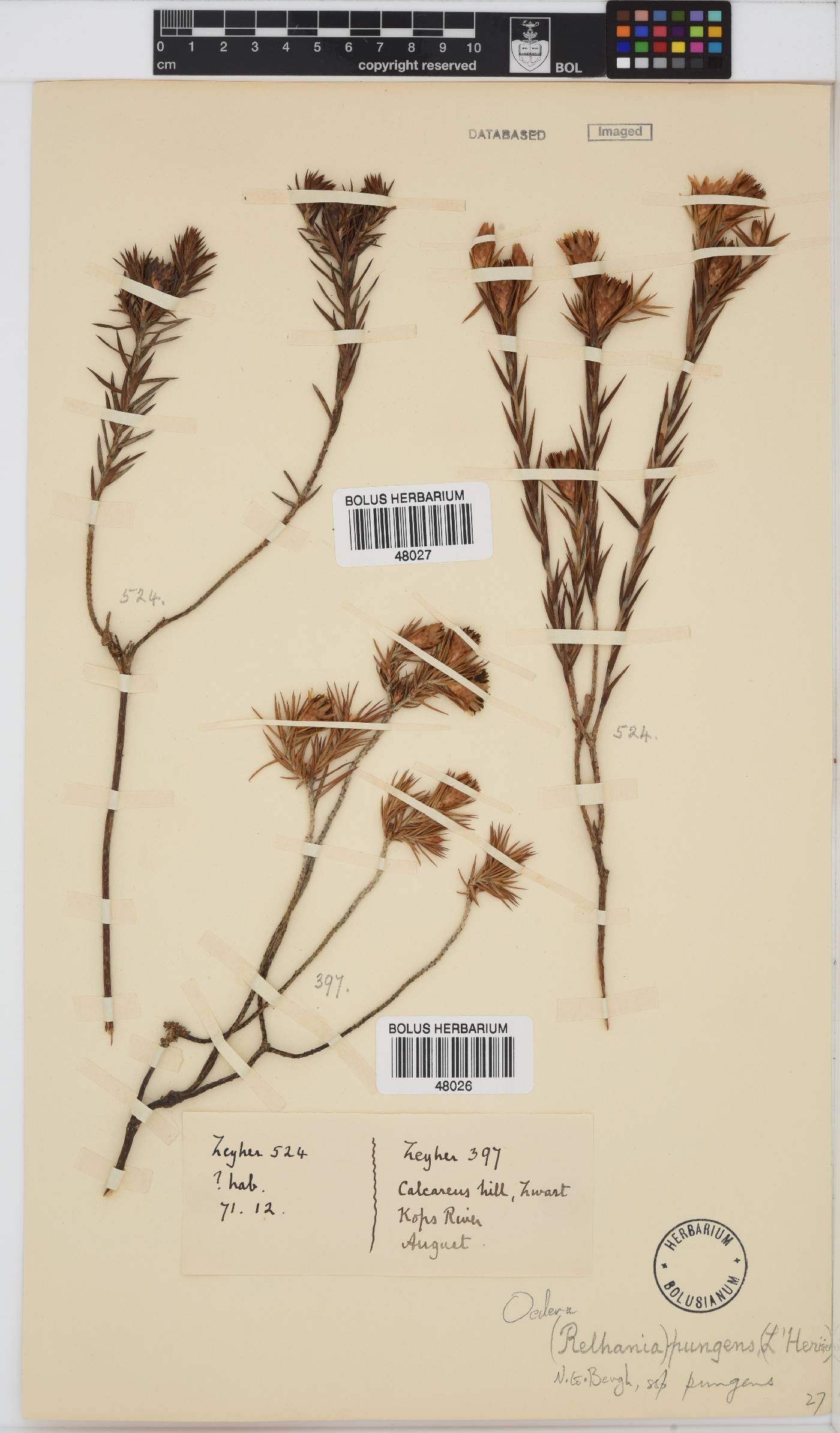 Oedera pungens subsp. pungens image