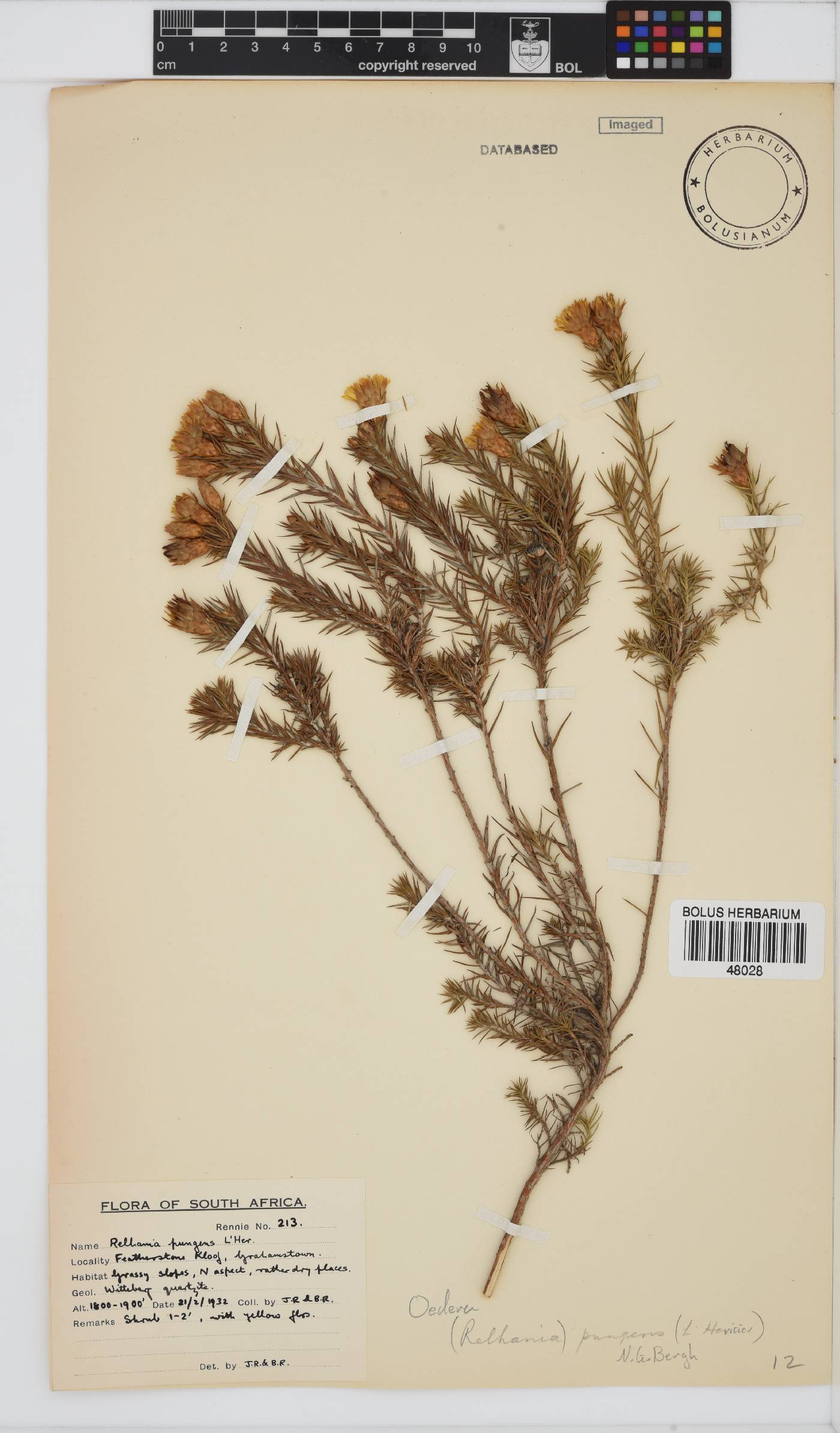 Oedera pungens subsp. pungens image