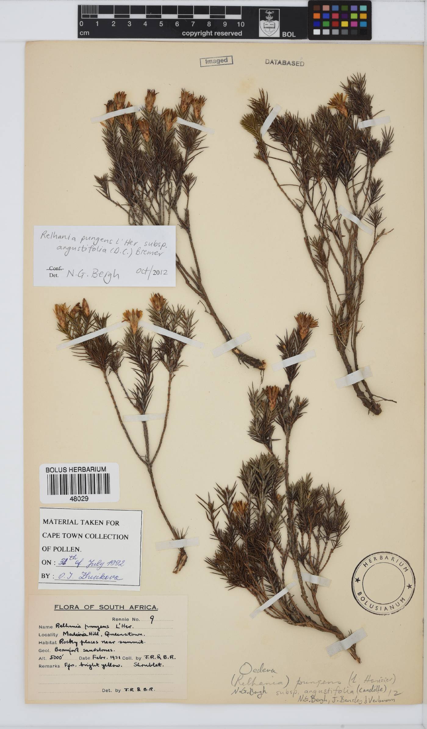 Oedera pungens subsp. angustifolia image