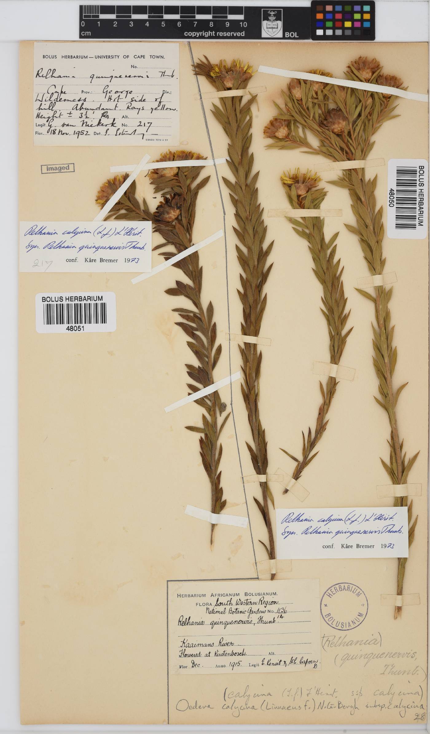 Oedera calycina subsp. calycina image