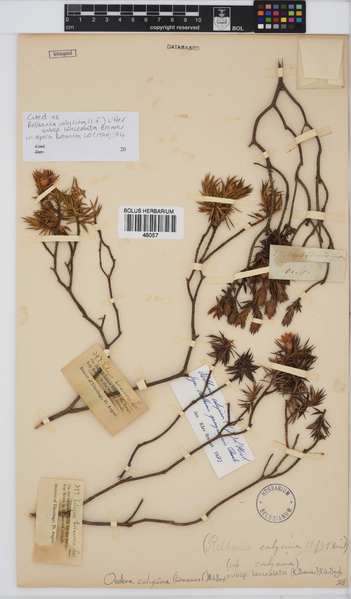 Oedera calycina image
