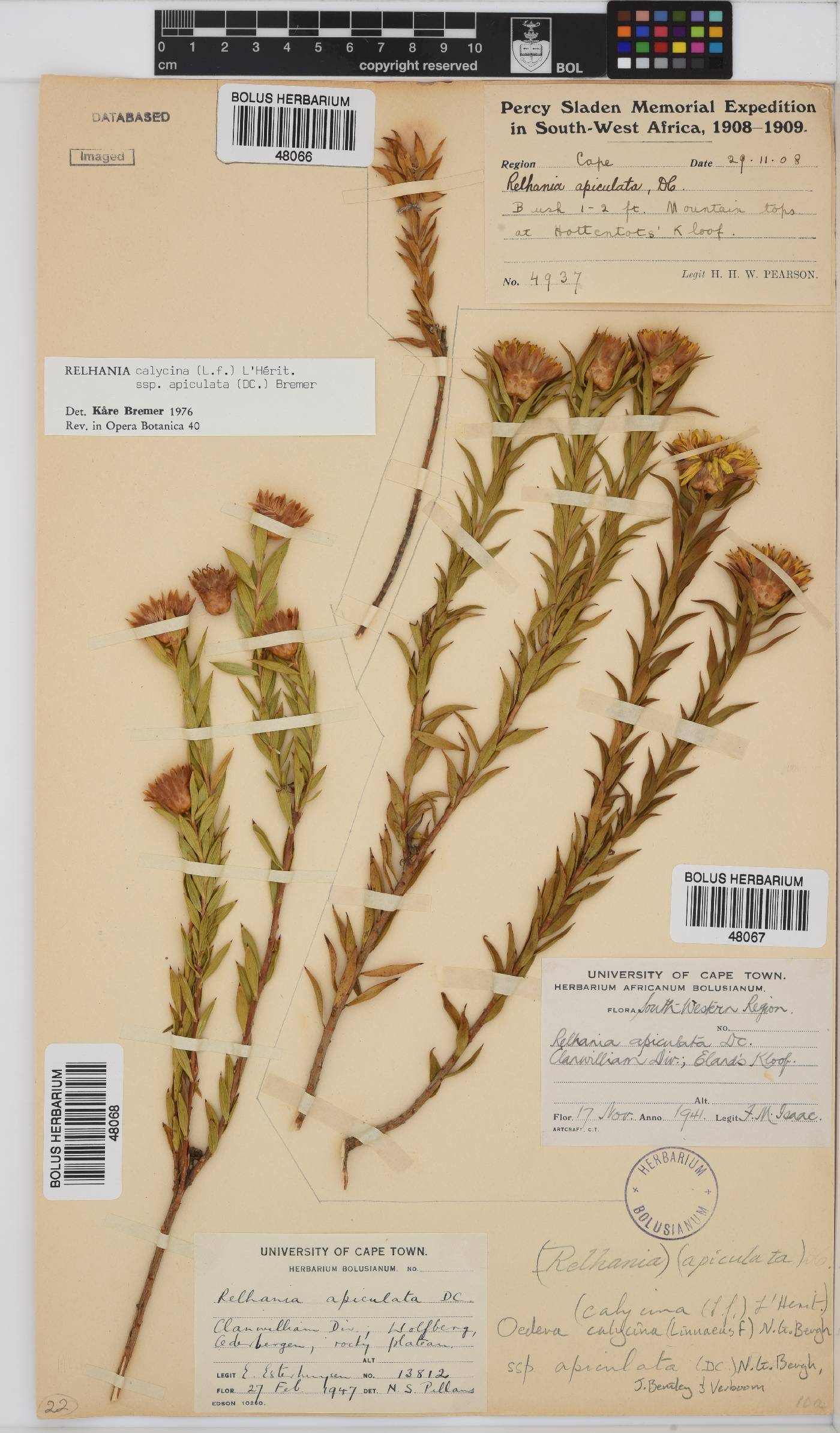 Oedera calycina image