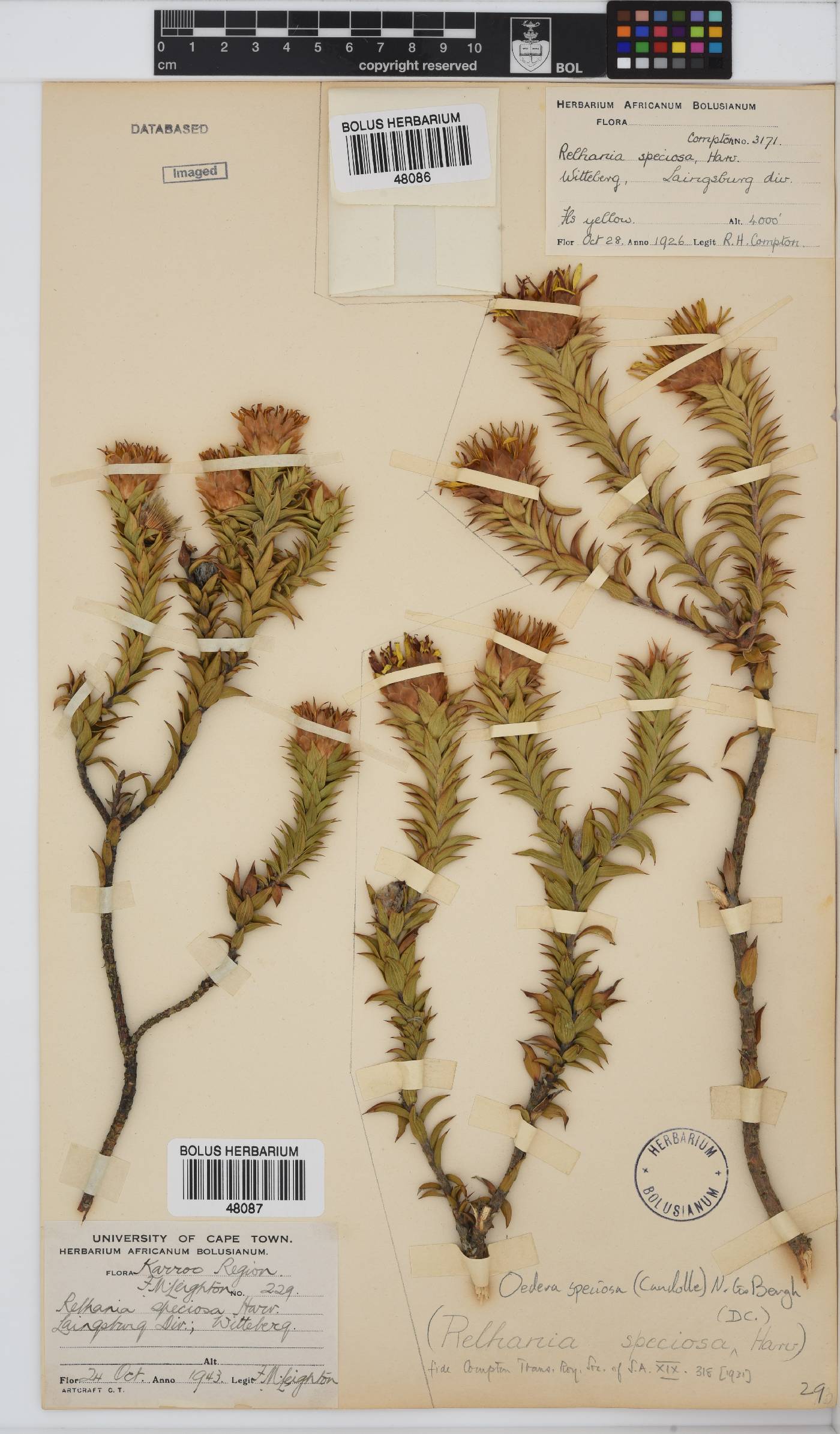 Oedera speciosa image