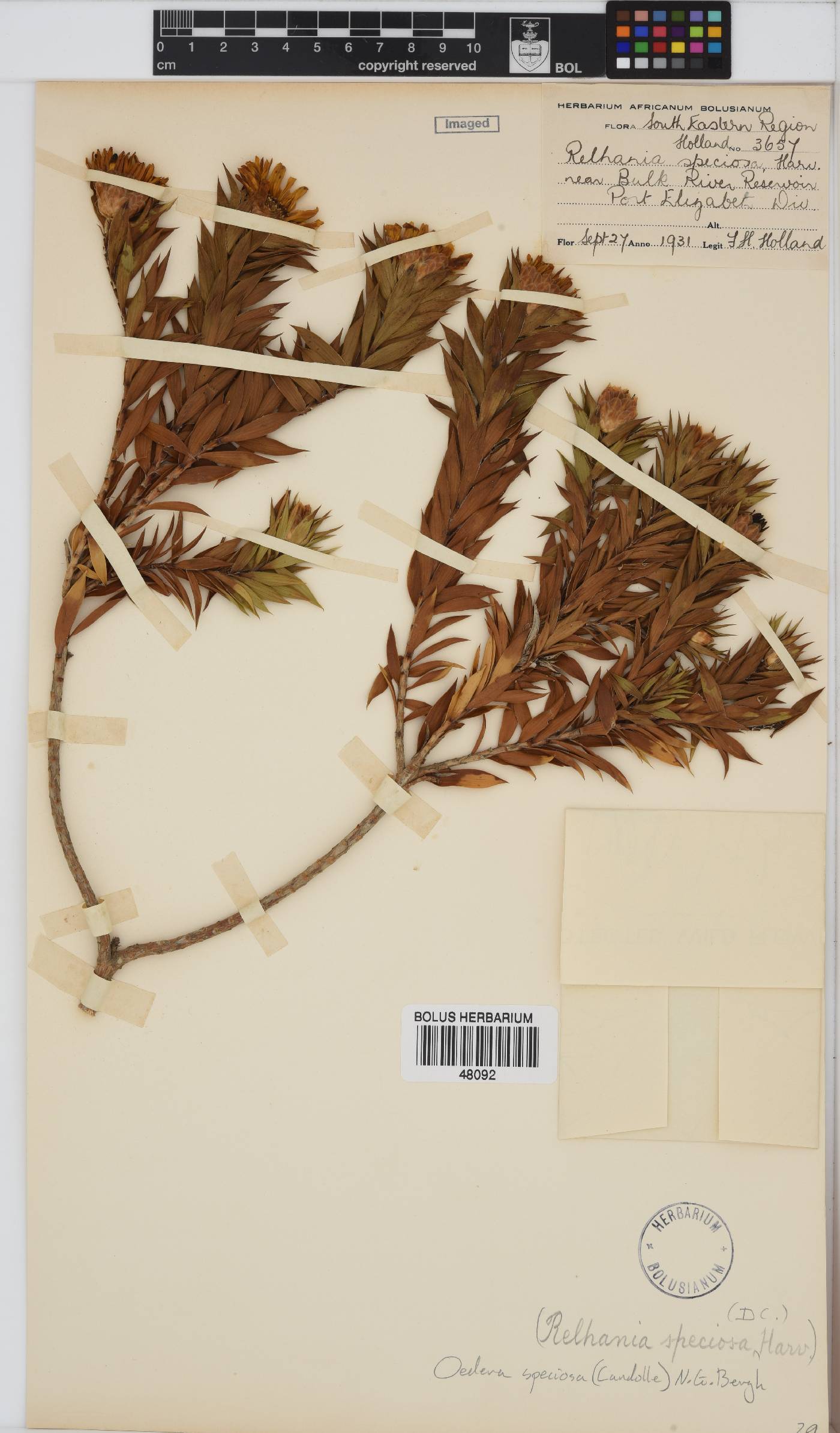 Oedera speciosa image