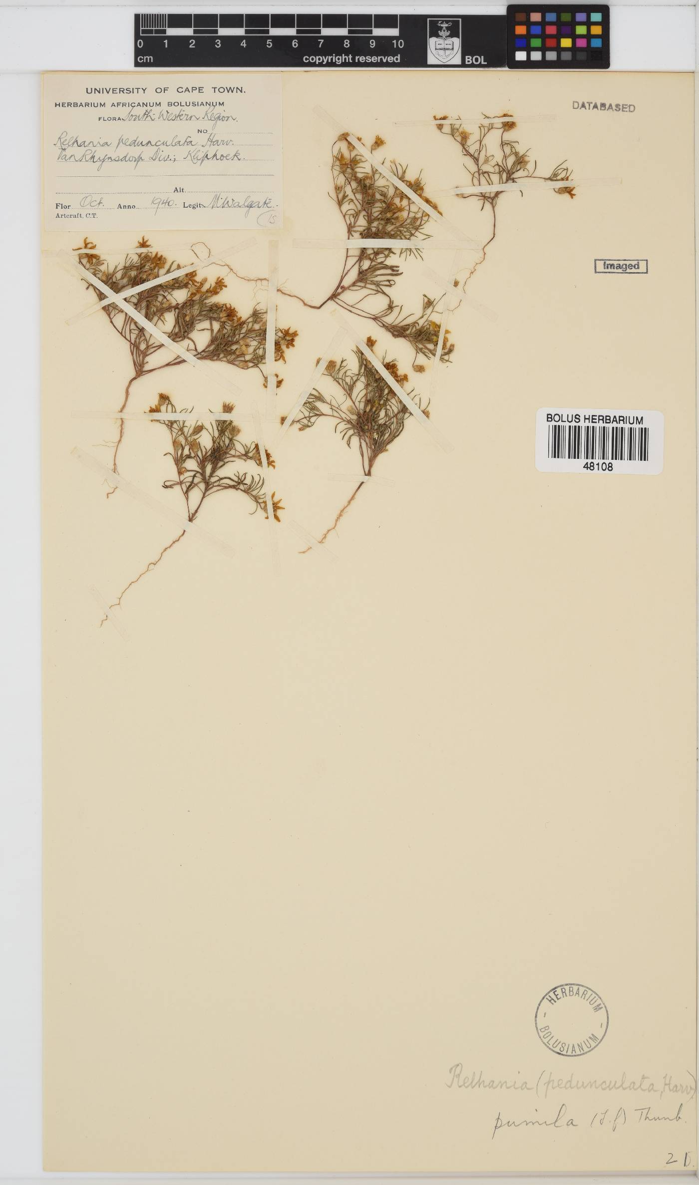 Rhynchopsidium pumilum image