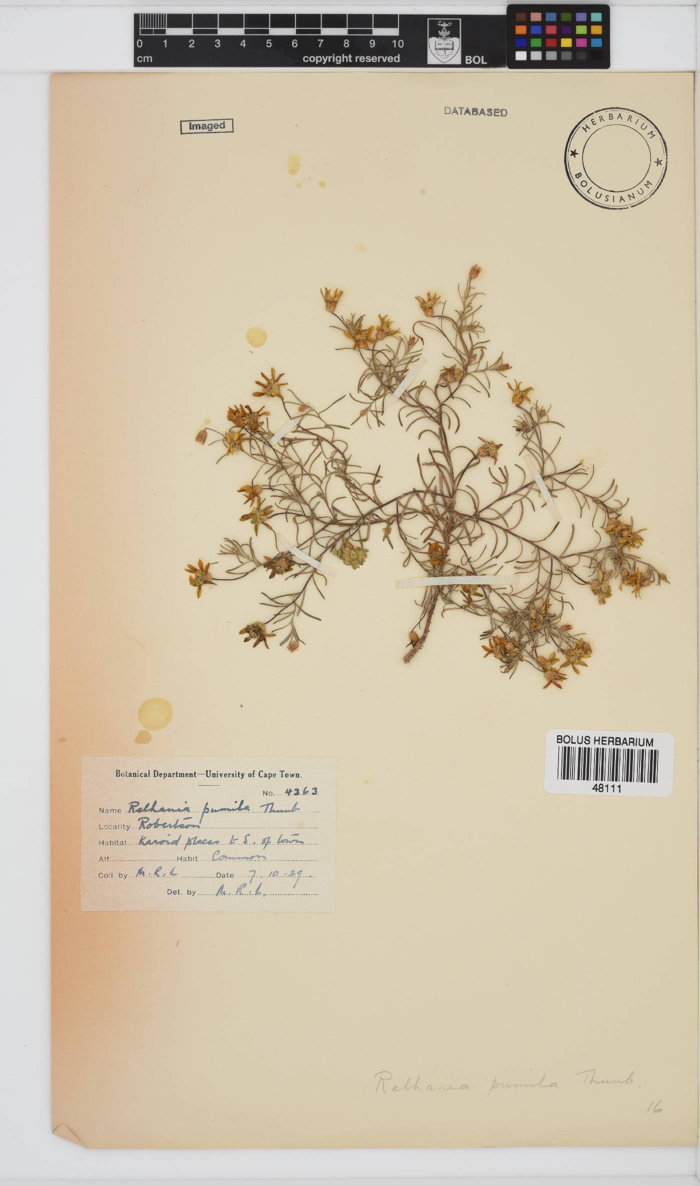 Rhynchopsidium pumilum image