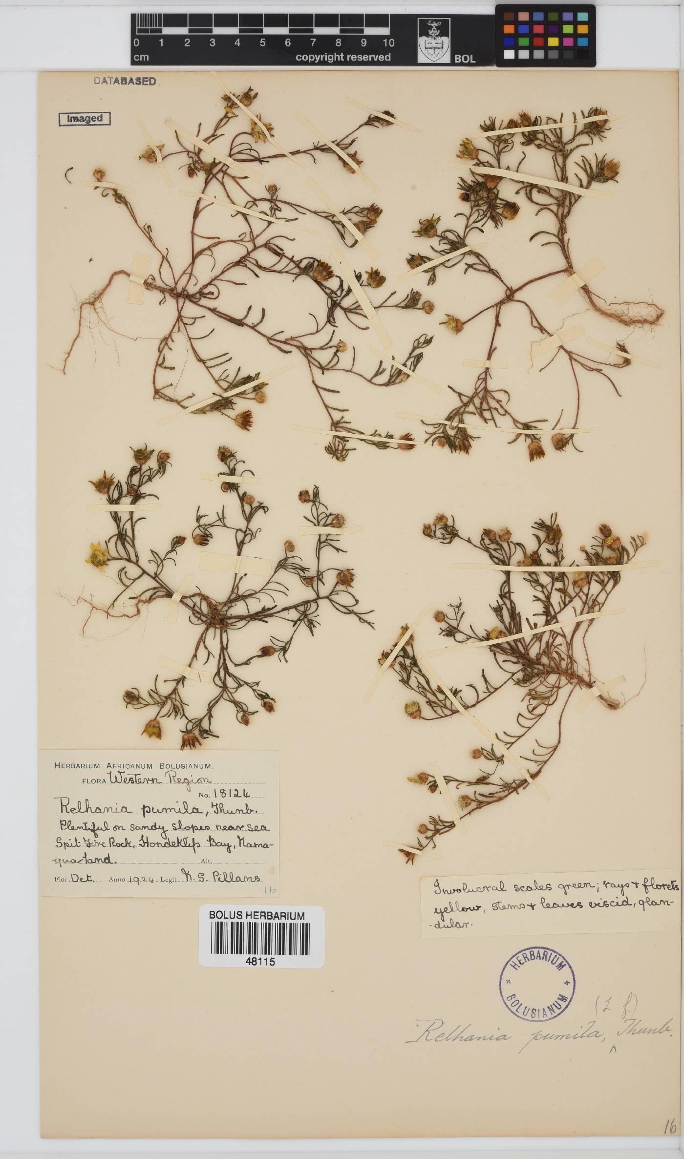 Rhynchopsidium pumilum image