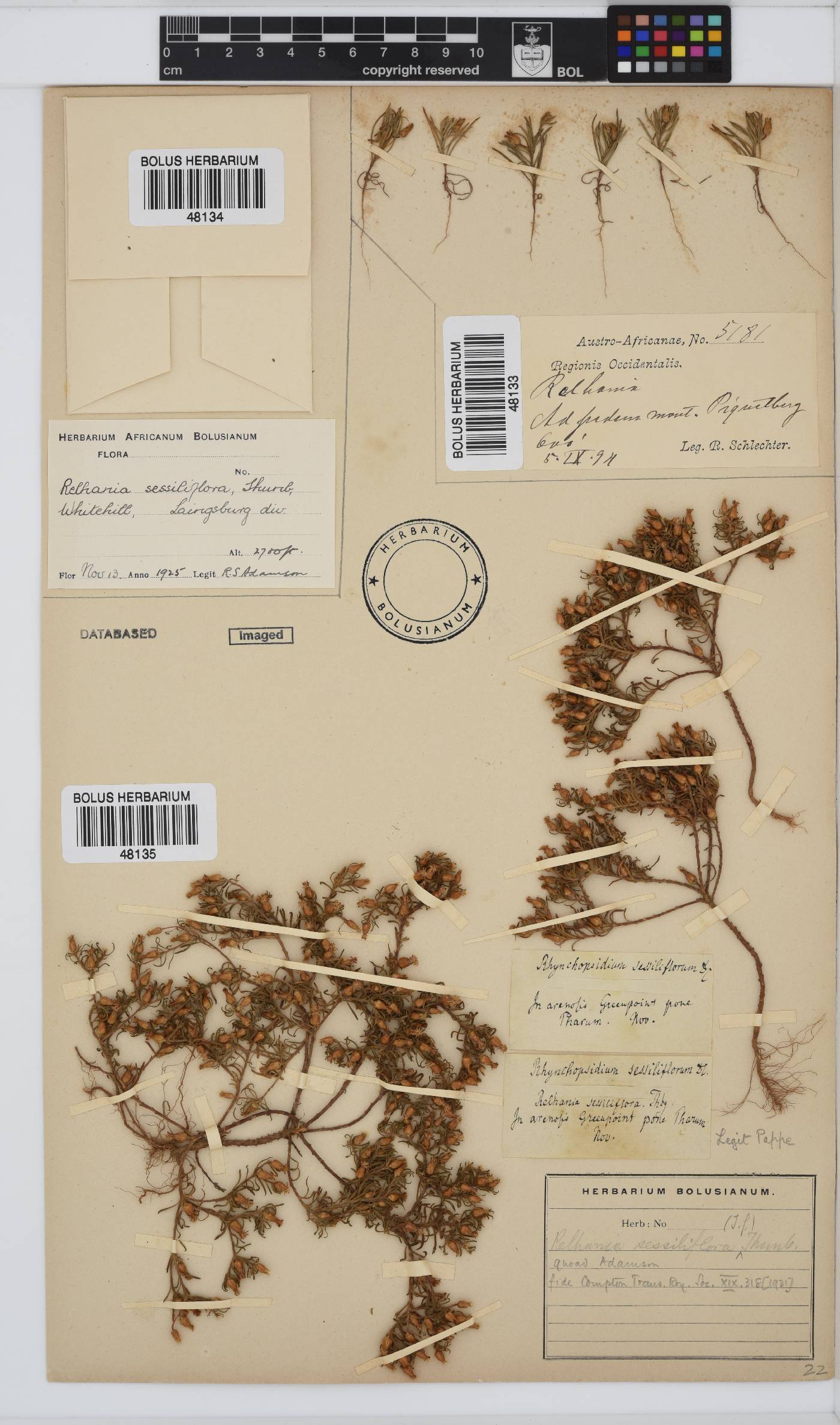 Rhynchopsidium image