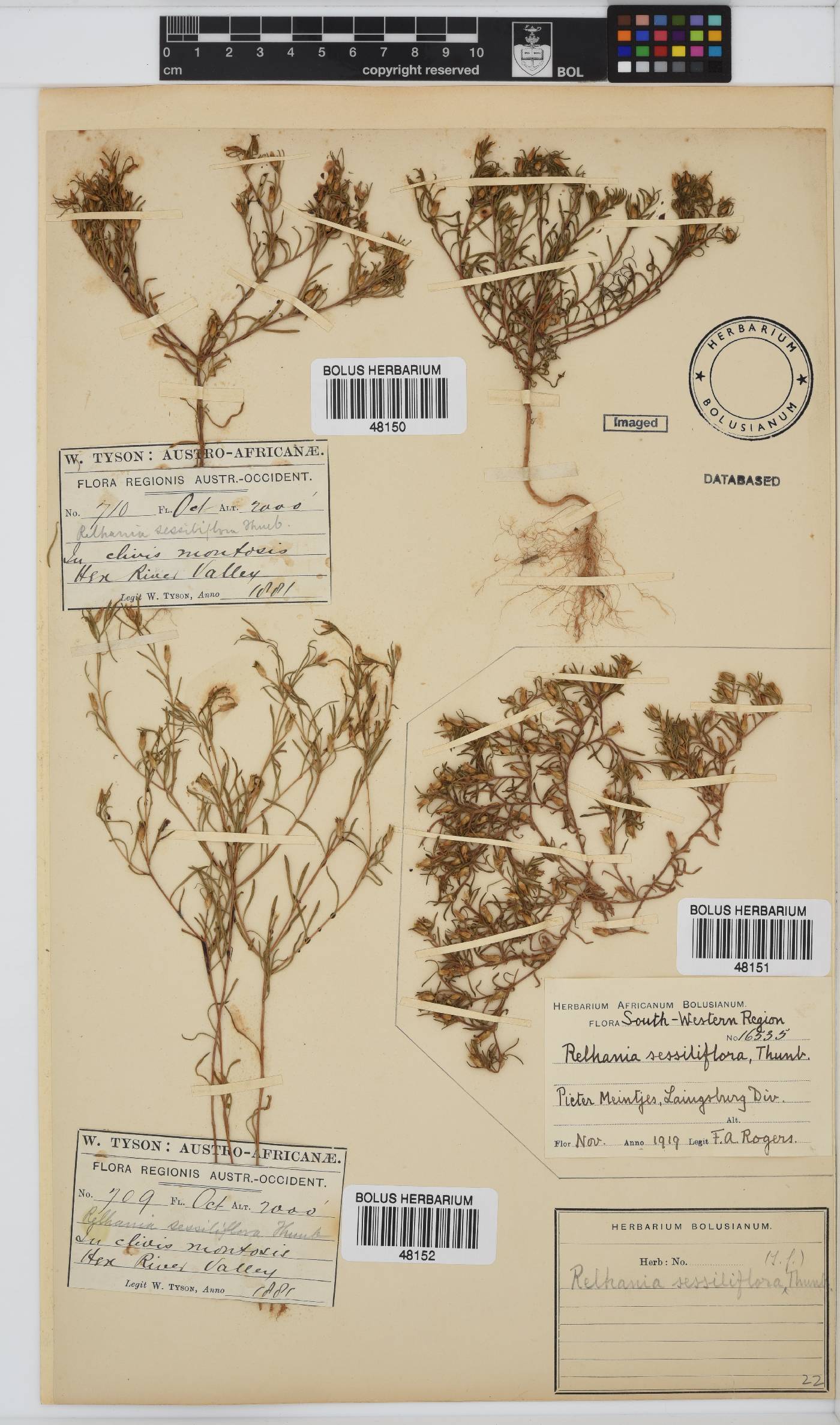 Rhynchopsidium sessiliflorum image