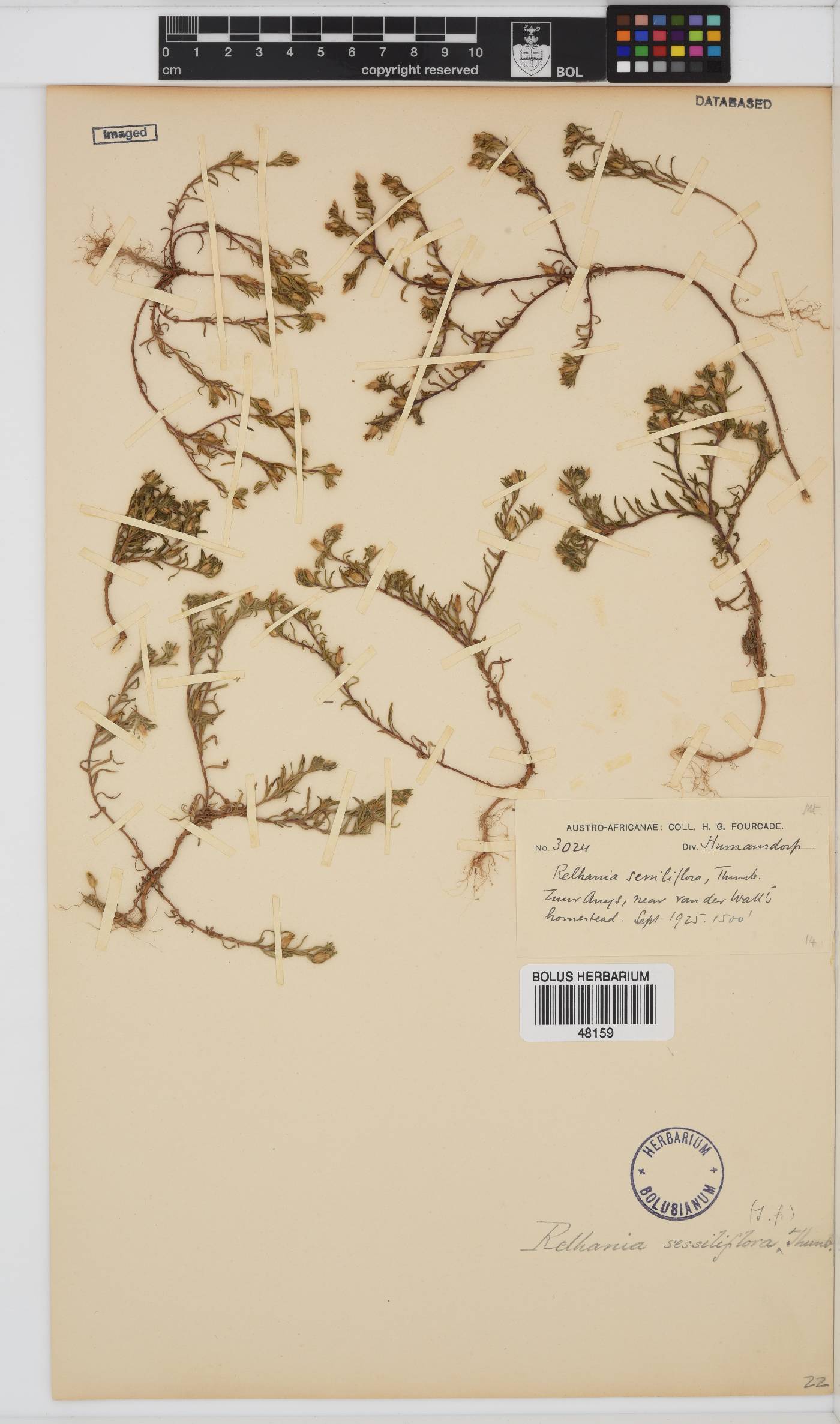 Rhynchopsidium sessiliflorum image