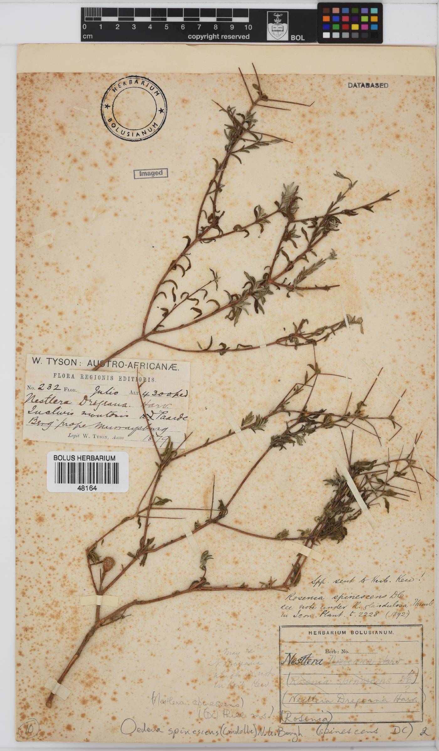 Oedera spinescens image