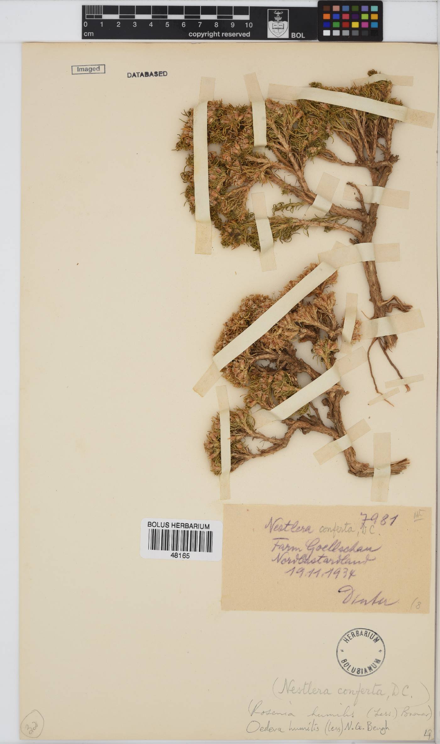 Oedera humilis image