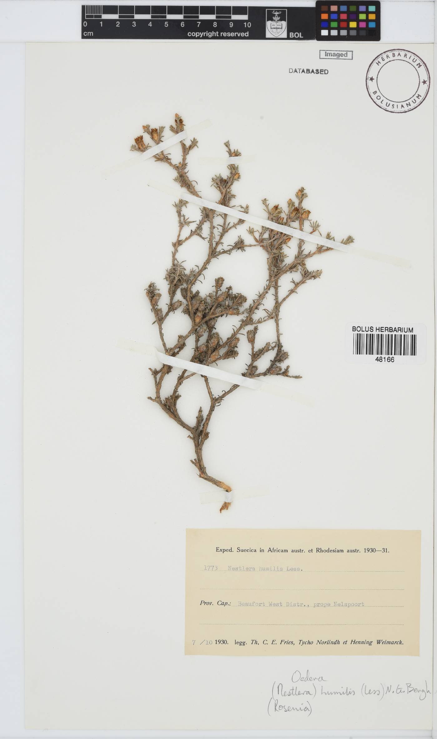 Oedera humilis image