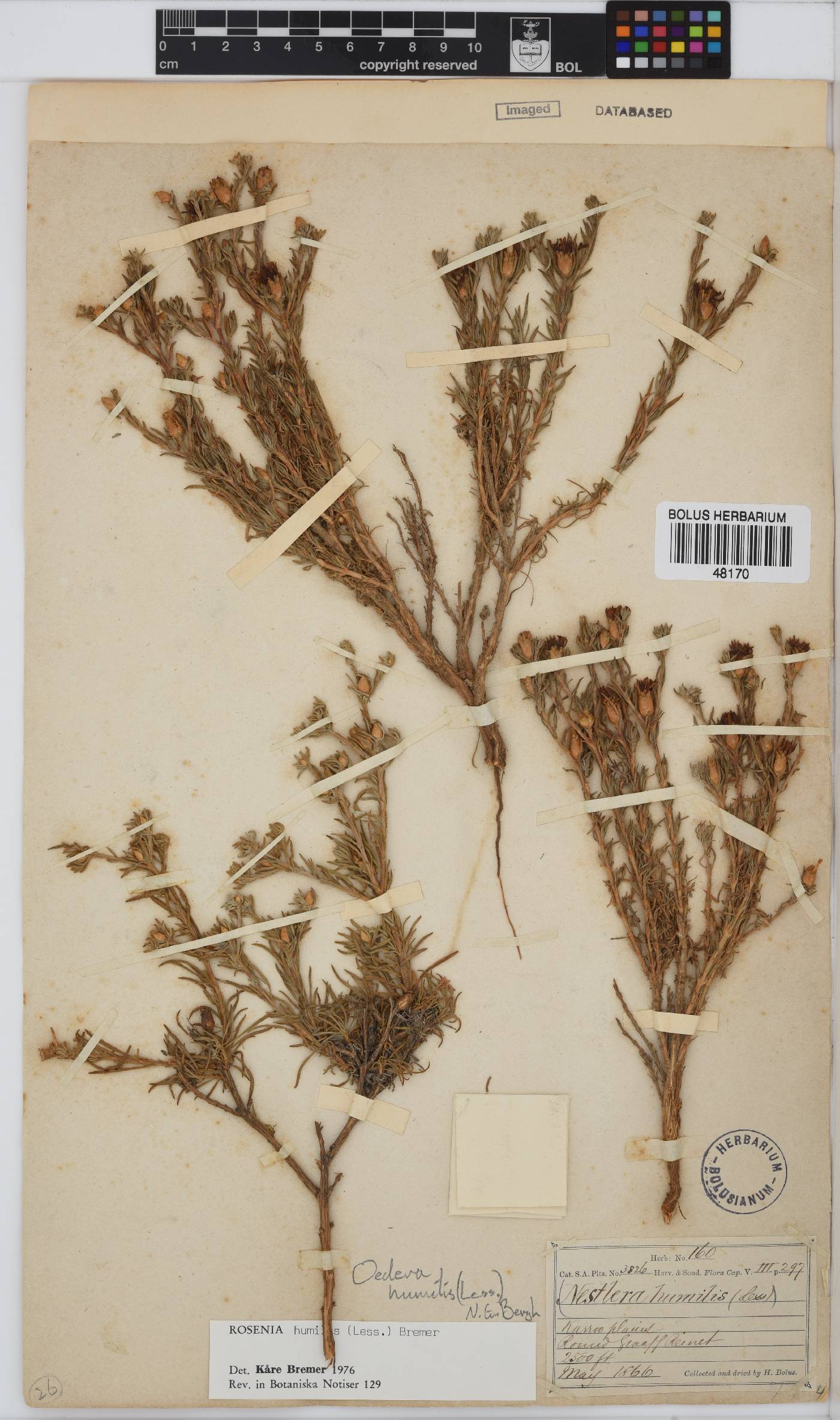 Oedera humilis image