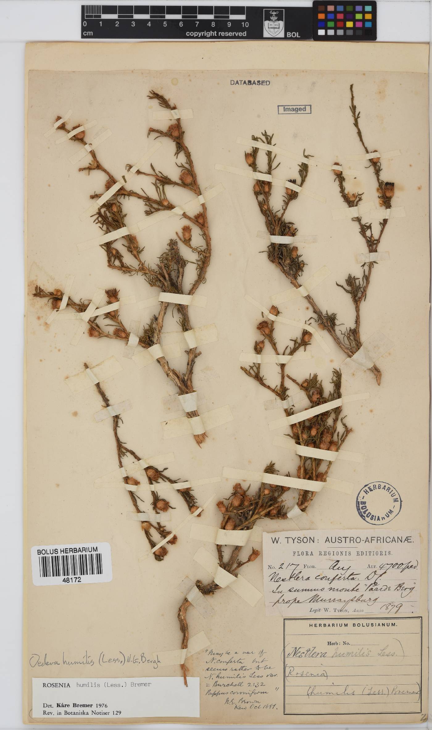 Oedera humilis image