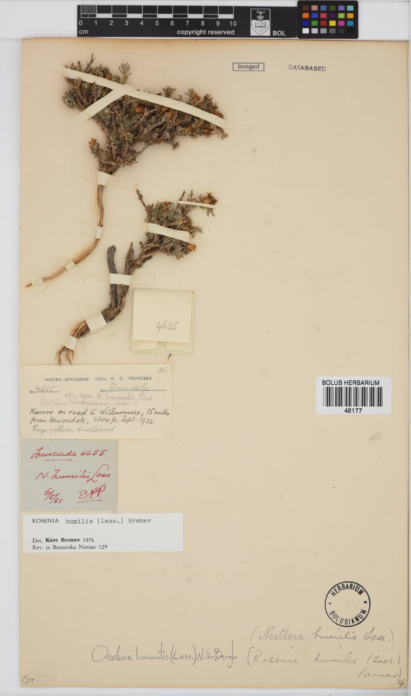 Oedera humilis image