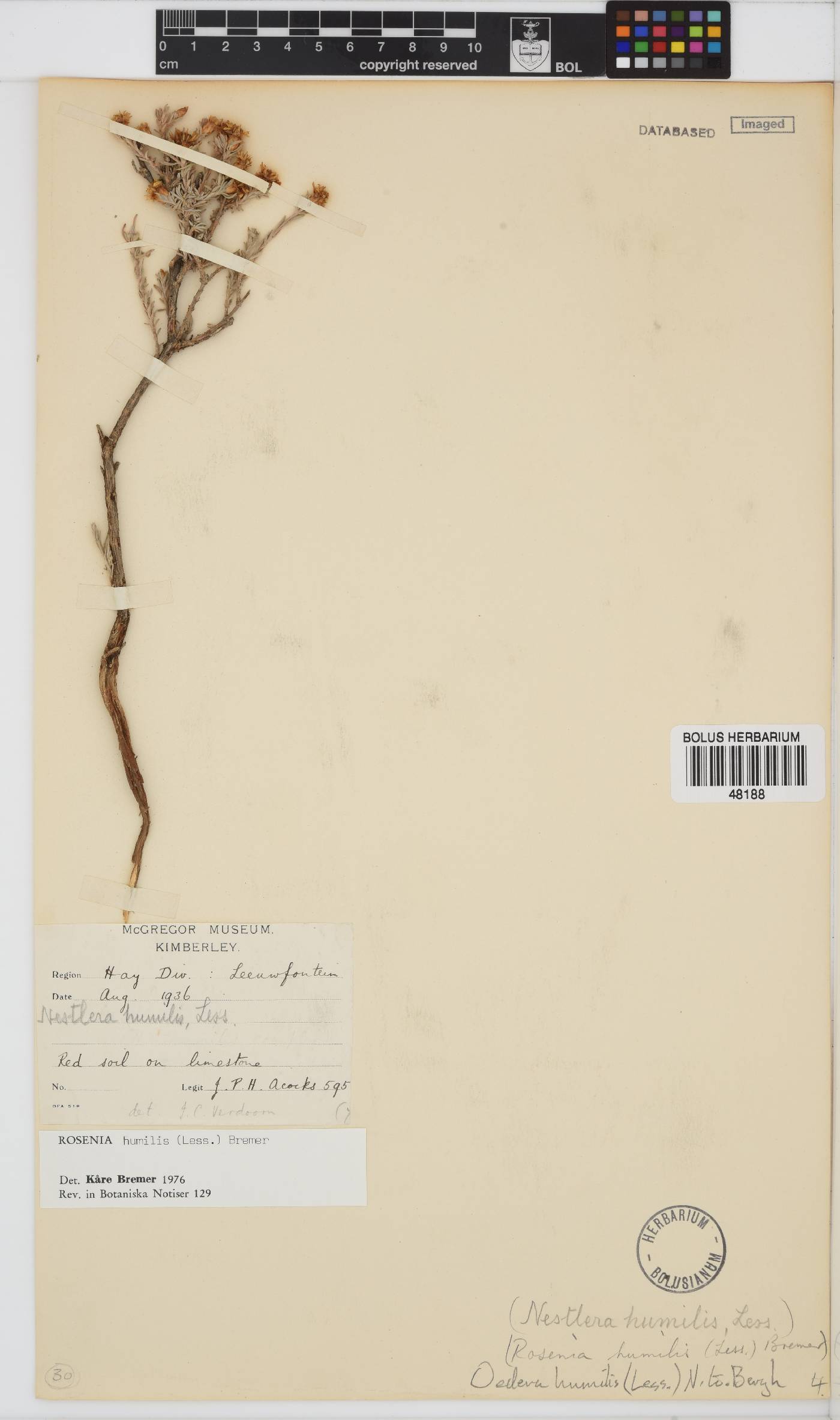 Oedera humilis image