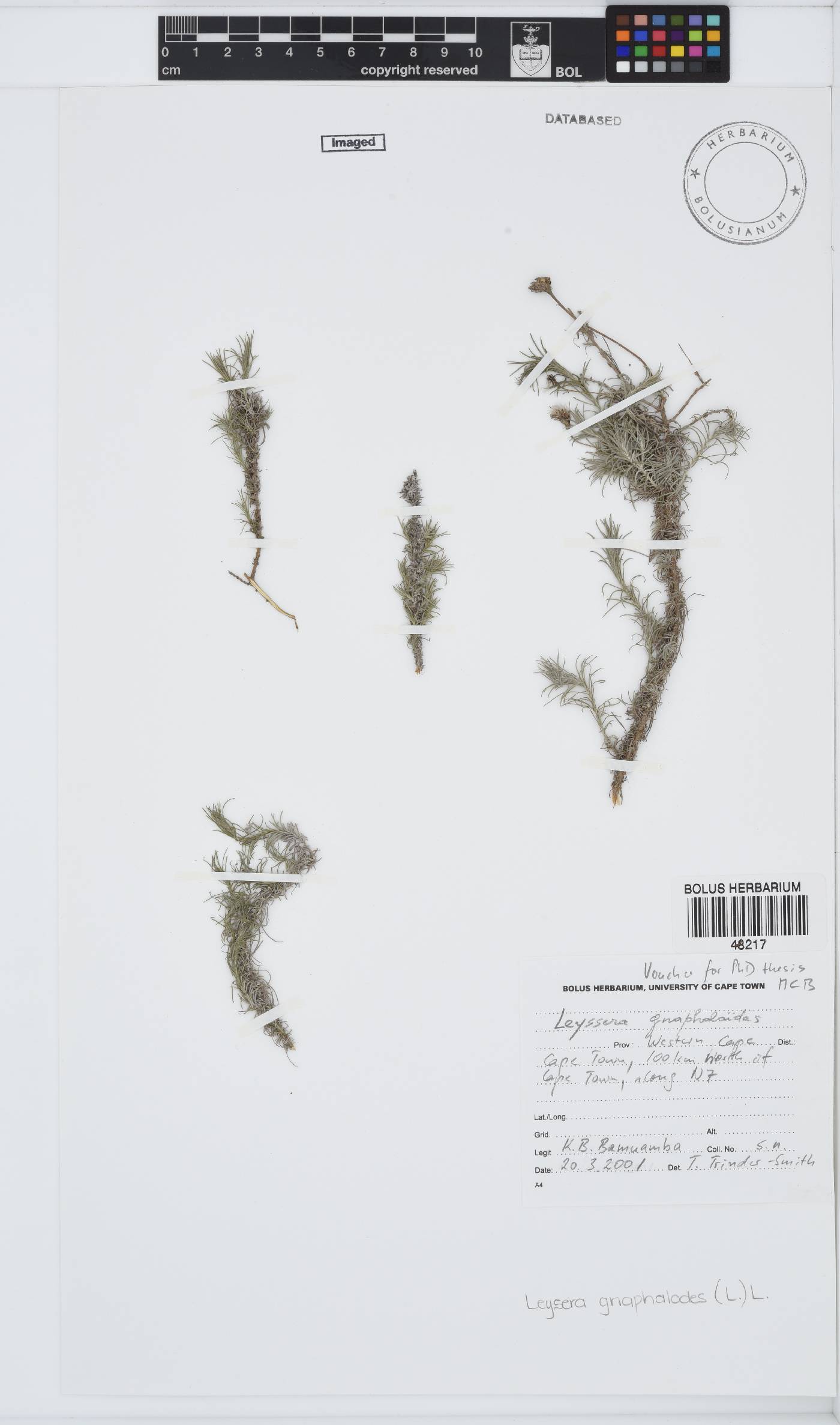 Leysera gnaphalodes image