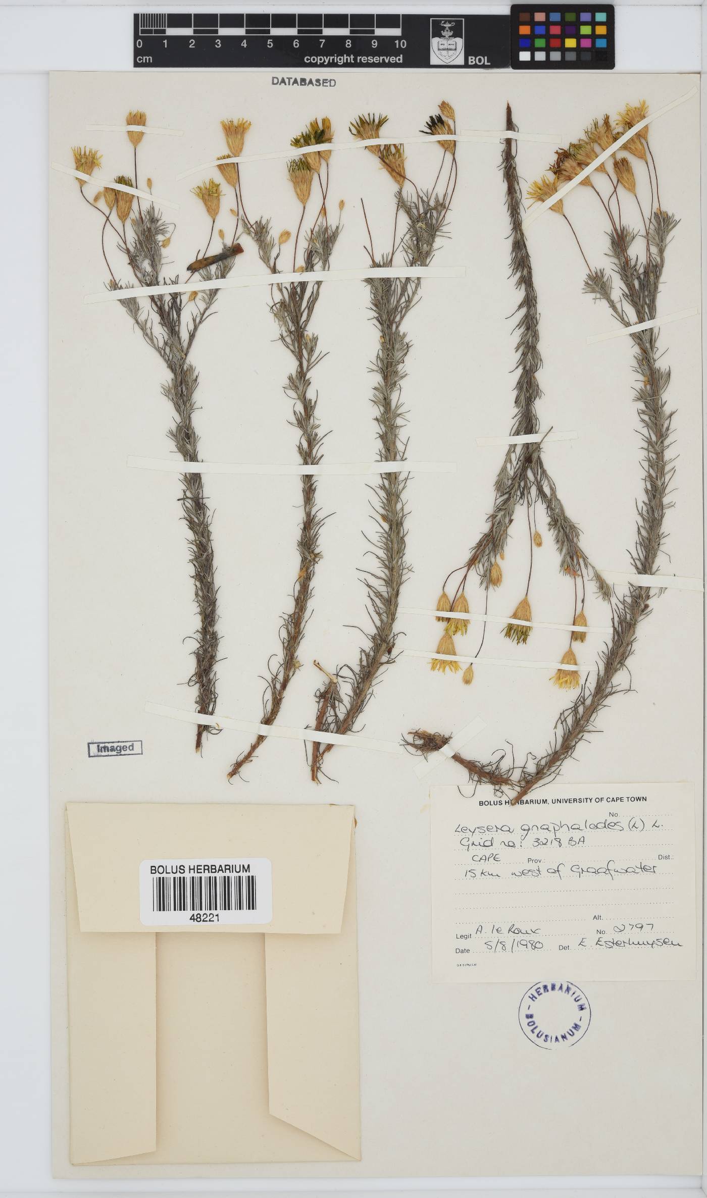 Leysera gnaphalodes image