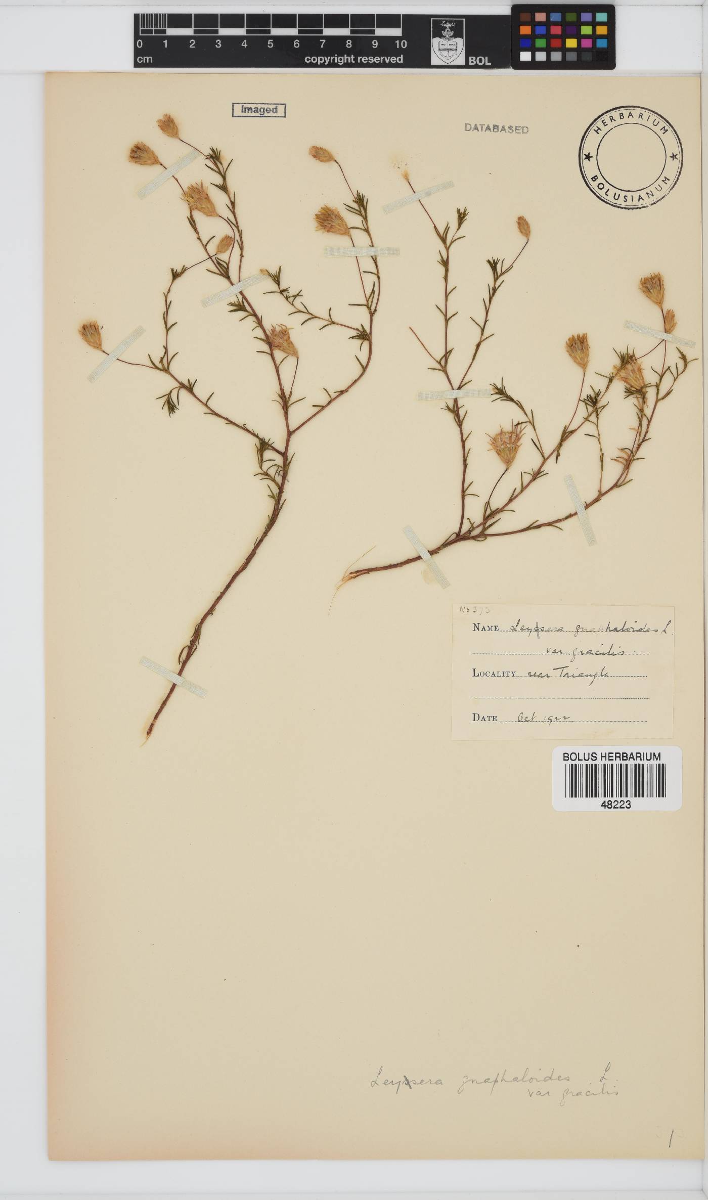 Leysera gnaphalodes image