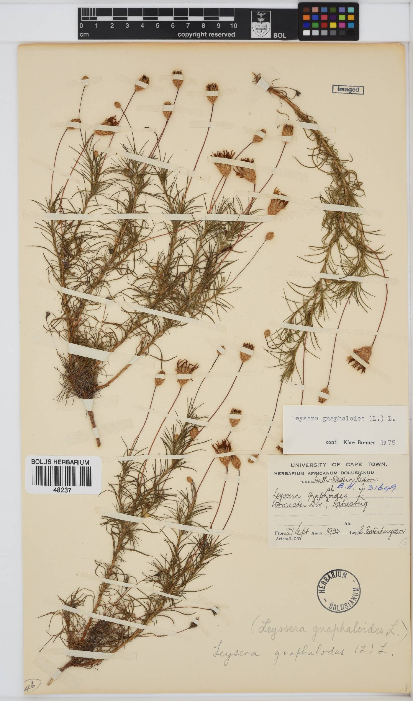 Leysera gnaphalodes image