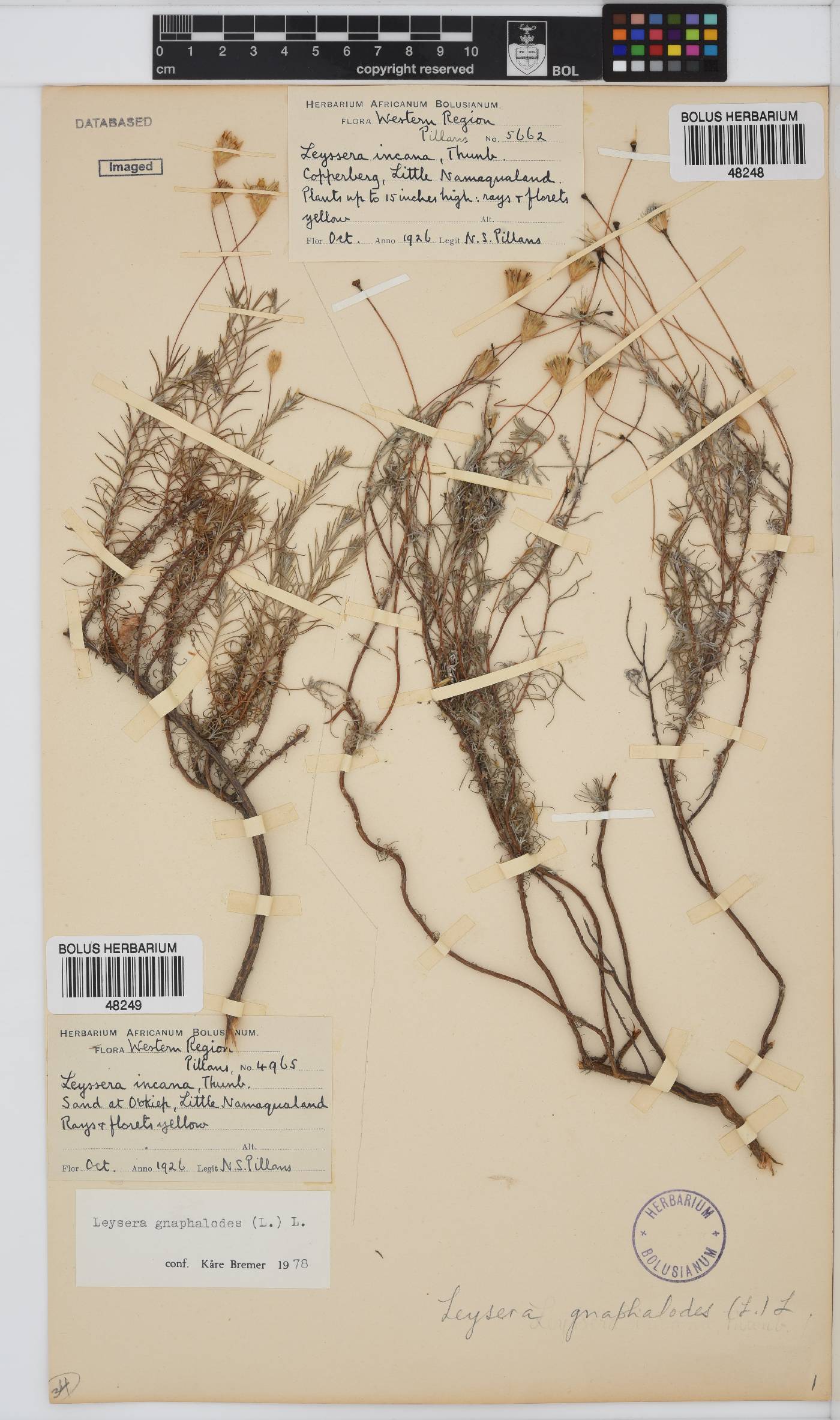 Leysera gnaphalodes image
