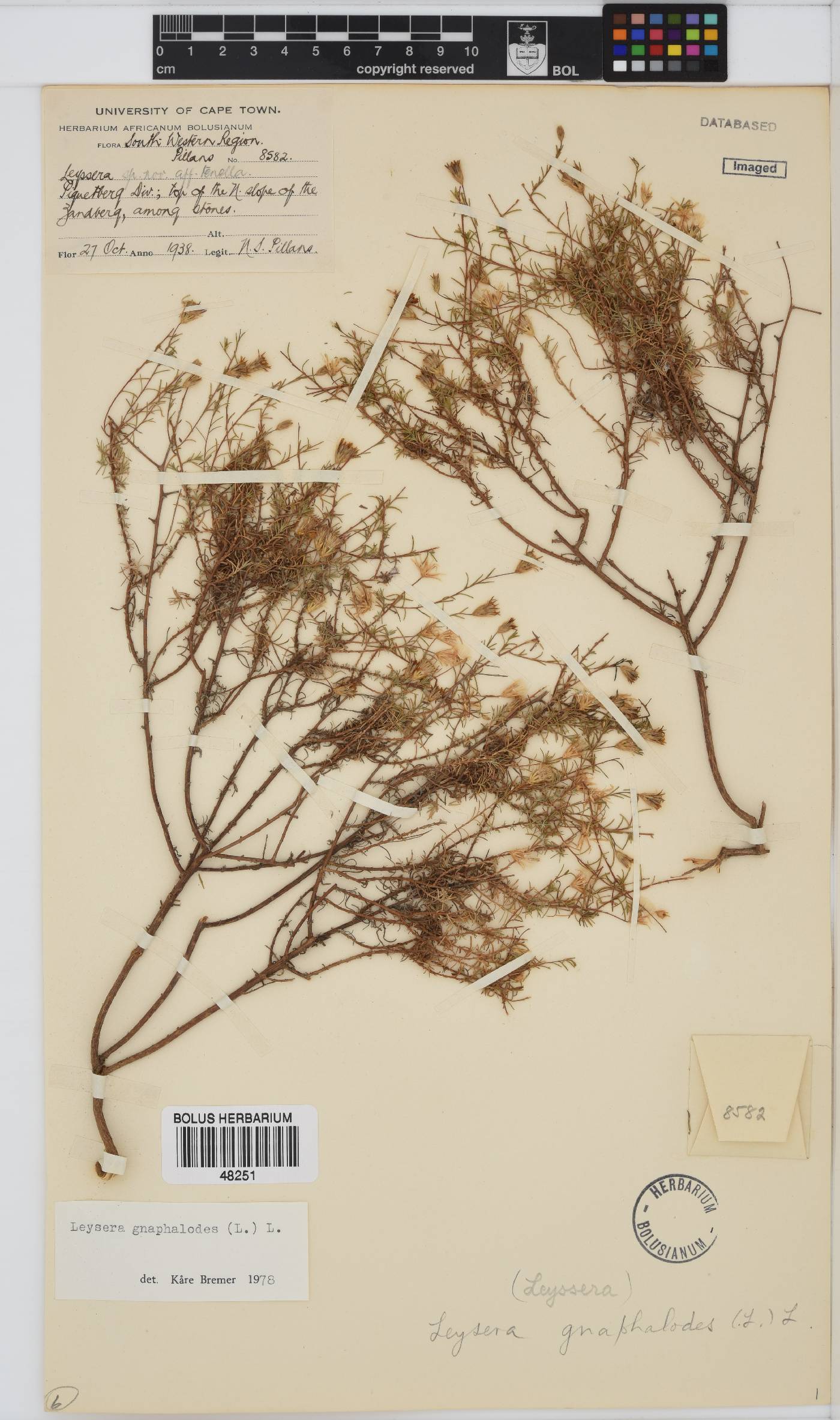 Leysera gnaphalodes image