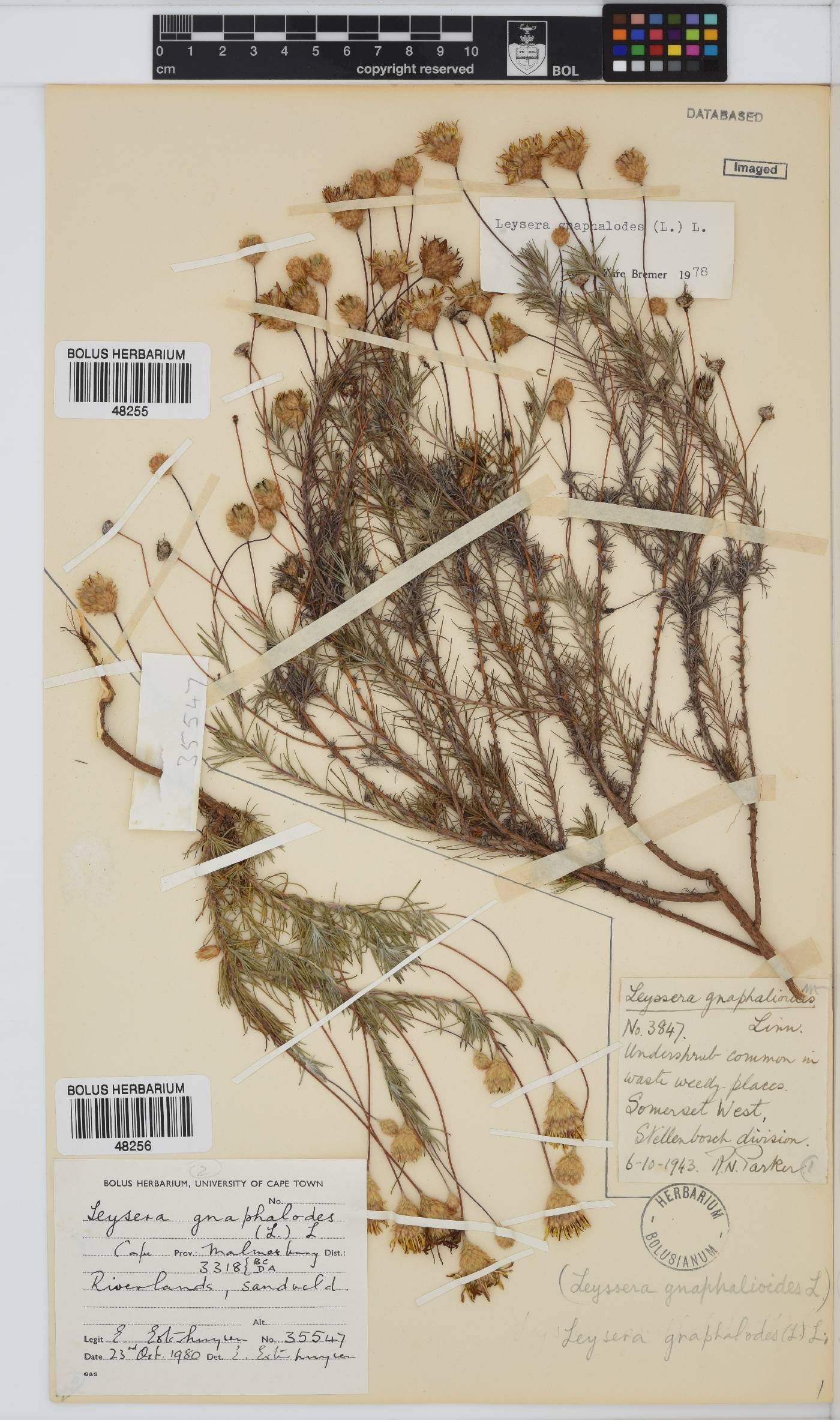 Leysera gnaphalodes image