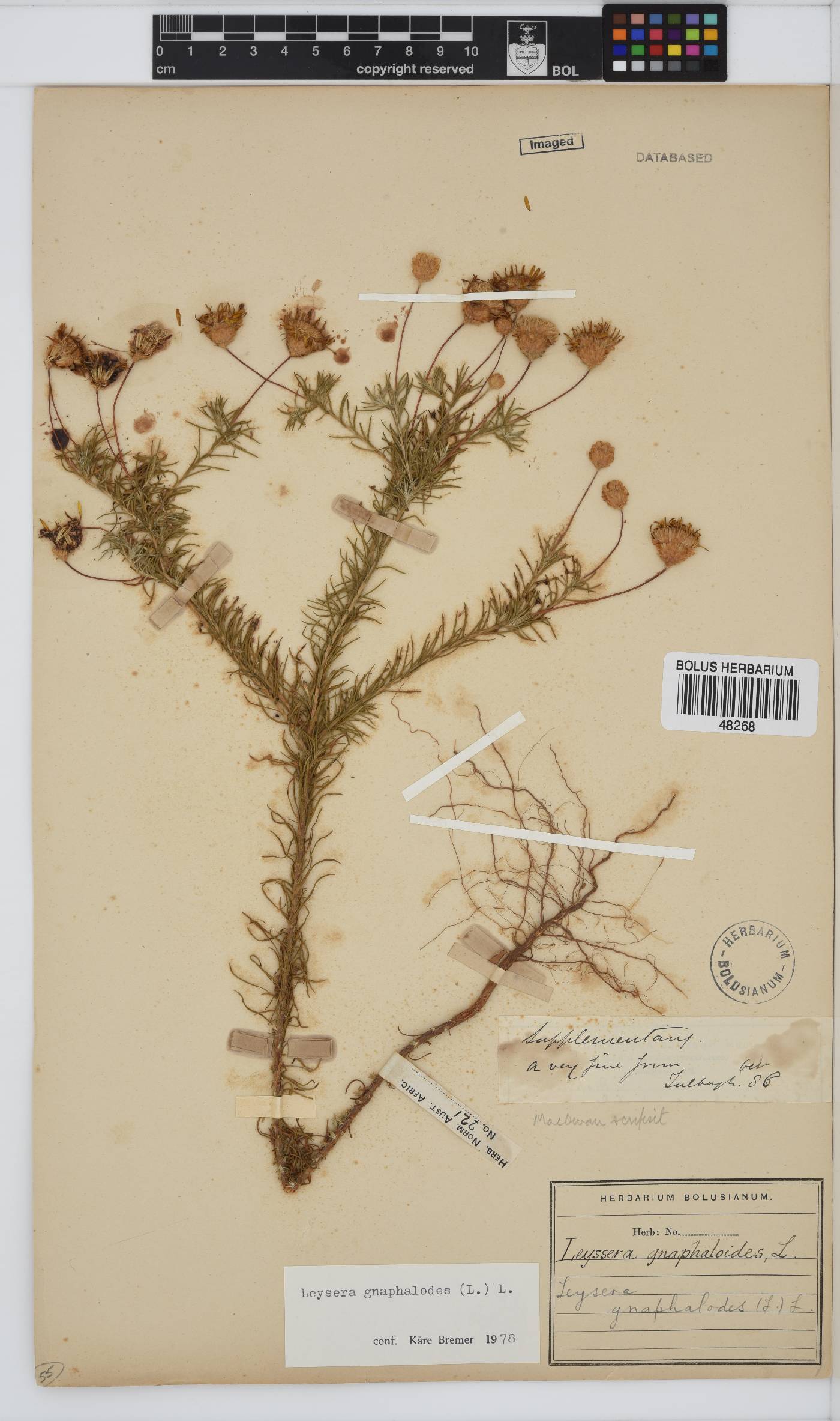 Leysera gnaphalodes image